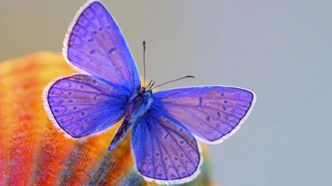 Emerging Butterfly, vibrant purple butterfly, white-edged wings, HD Desktop Wallpaper