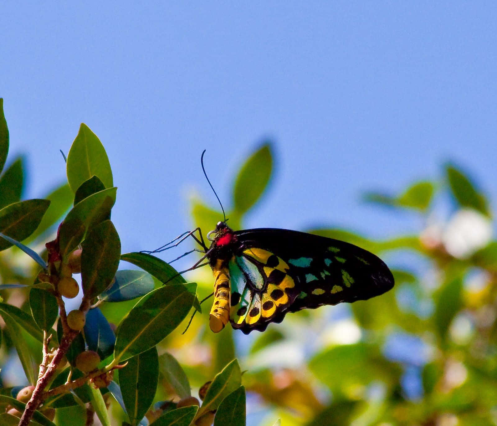 butterfly species 1600 x 1373, rare species of butterfly, black wings, HD Desktop Wallpaper