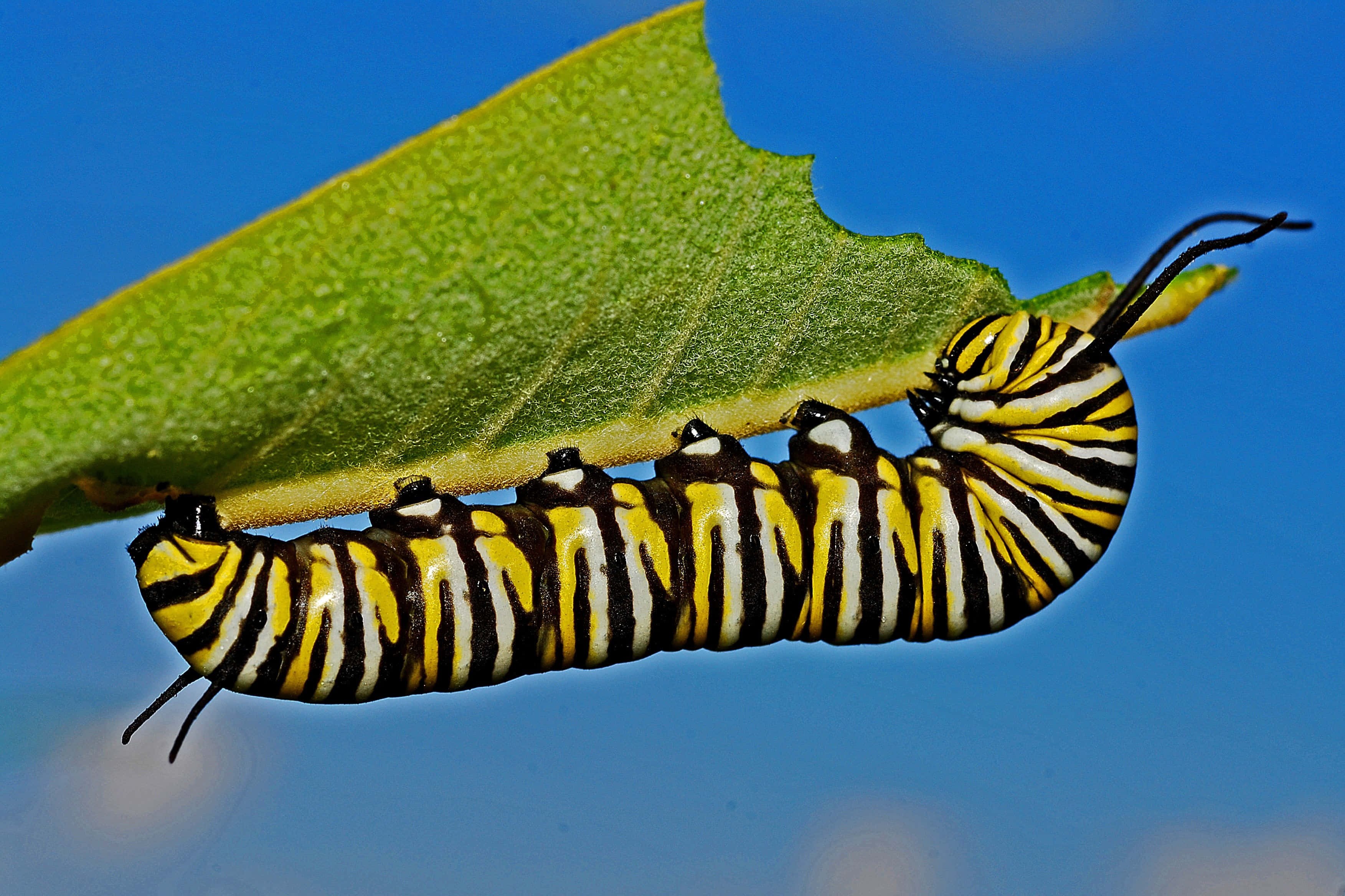 butterfly metamorphosis, monarch caterpillar, yellow black and white stripes, 2K Desktop Wallpaper