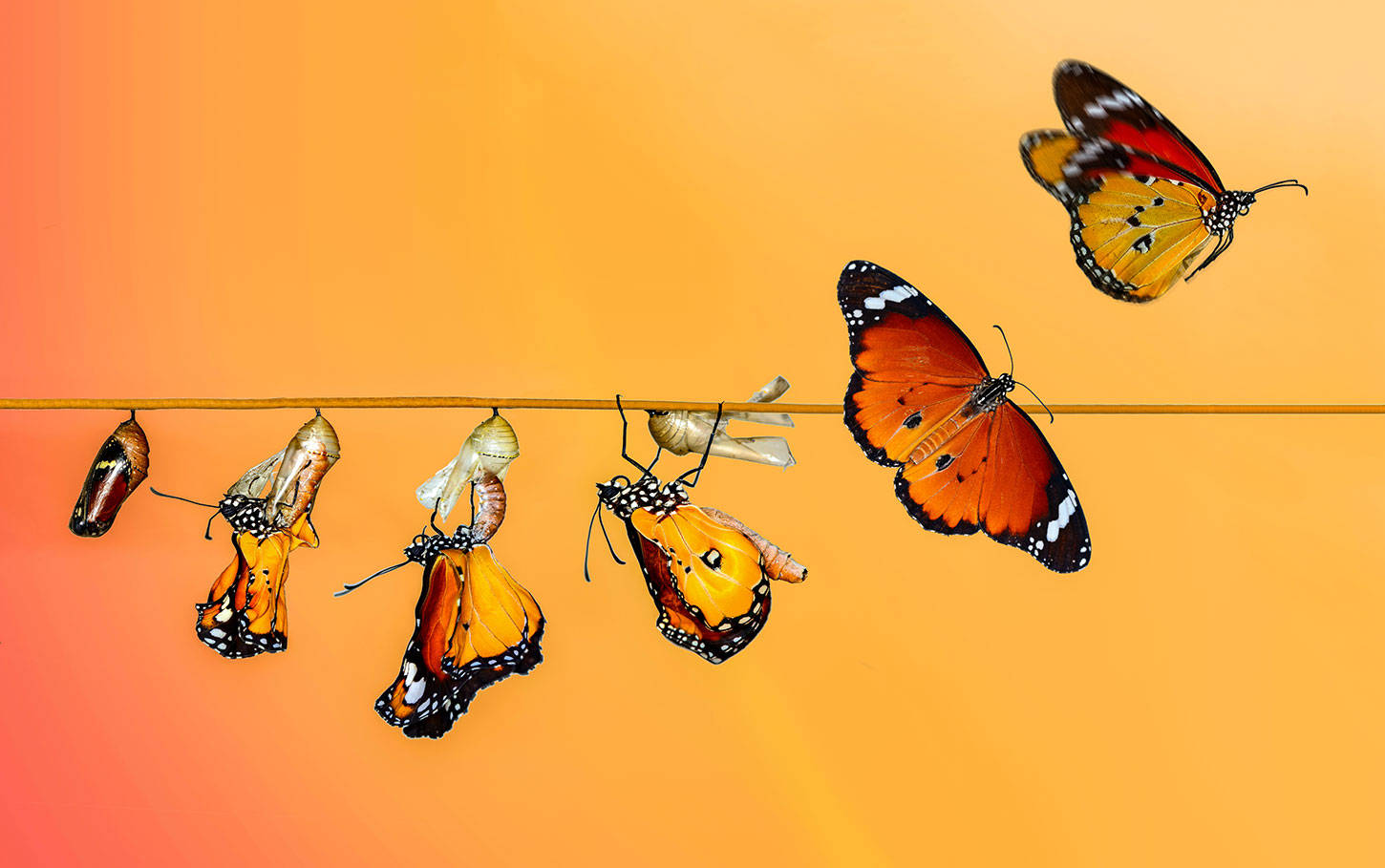 butterfly cocoon evolution, monarch butterflies, chrysalis, HD Desktop Wallpaper