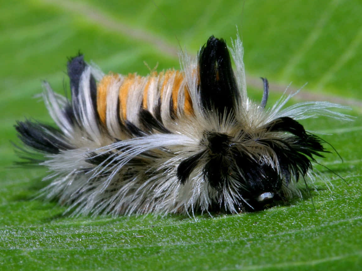 caterpillar, butterfly, vibrant green leaf, SD Desktop Wallpaper