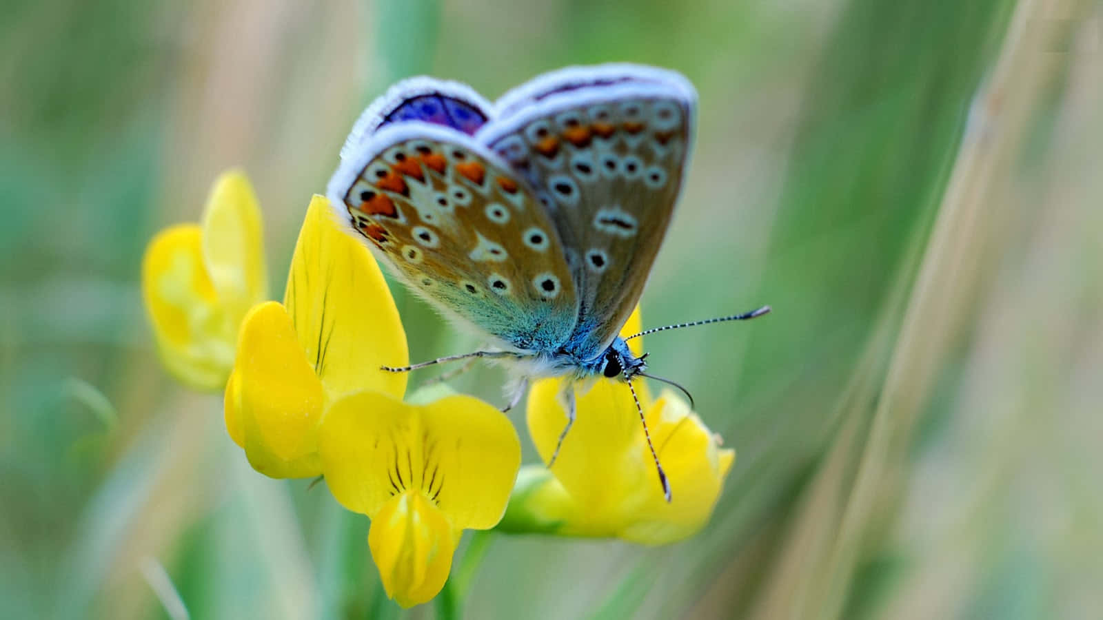 butterfly, blue butterfly, orange spots, HD Desktop Wallpaper