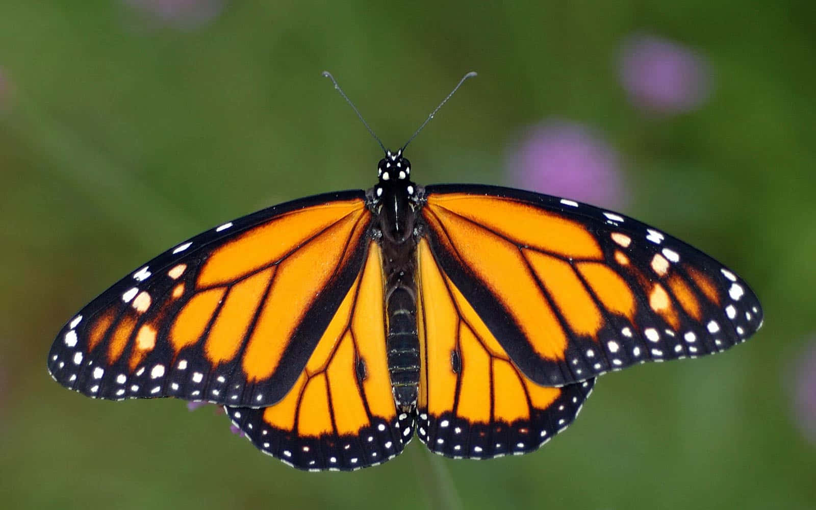 male orange monarch butterfly, vibrant orange wings, black veins, HD Desktop Wallpaper