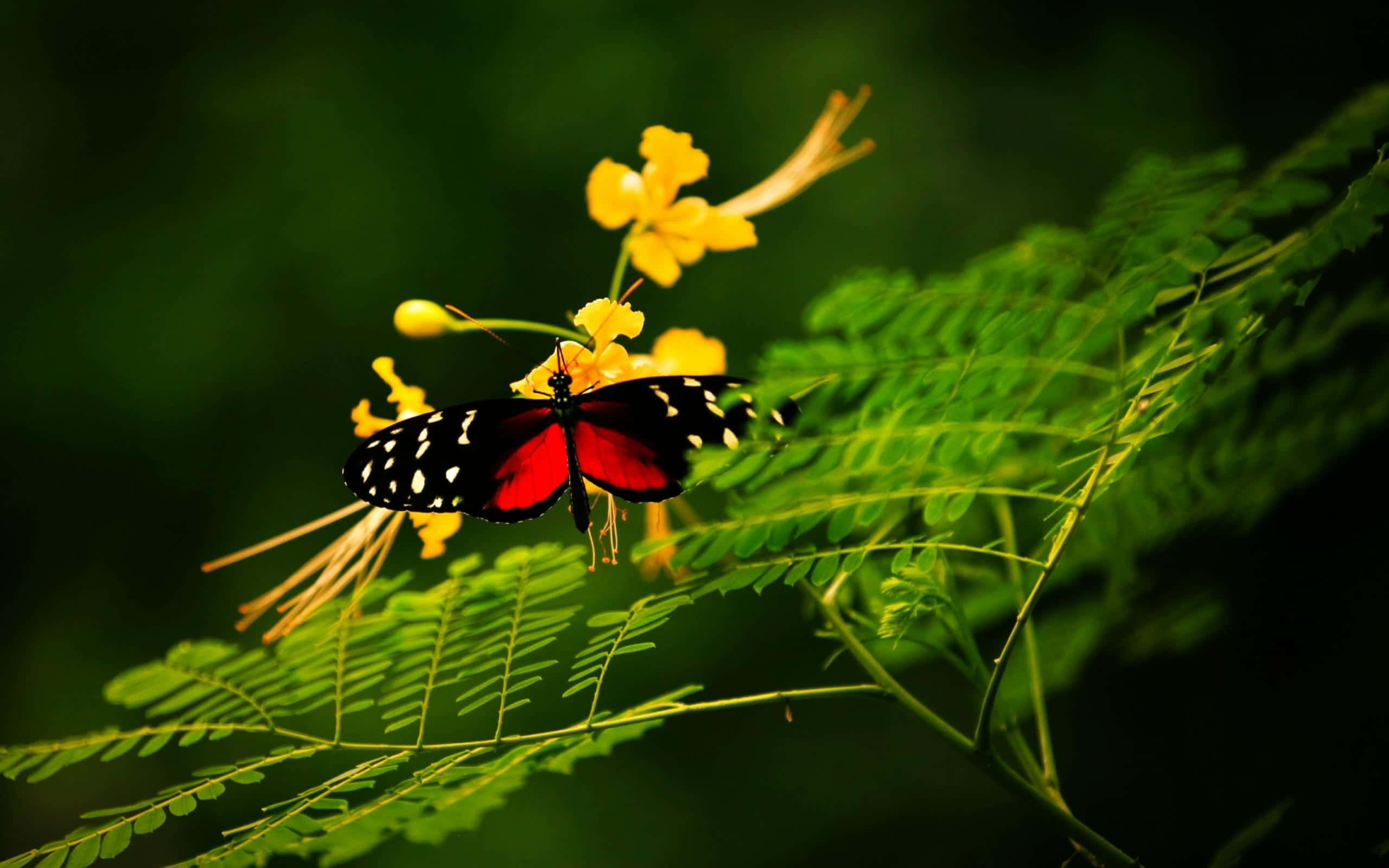red butterfly, white spots, vibrant yellow flower, 2K Desktop Wallpaper