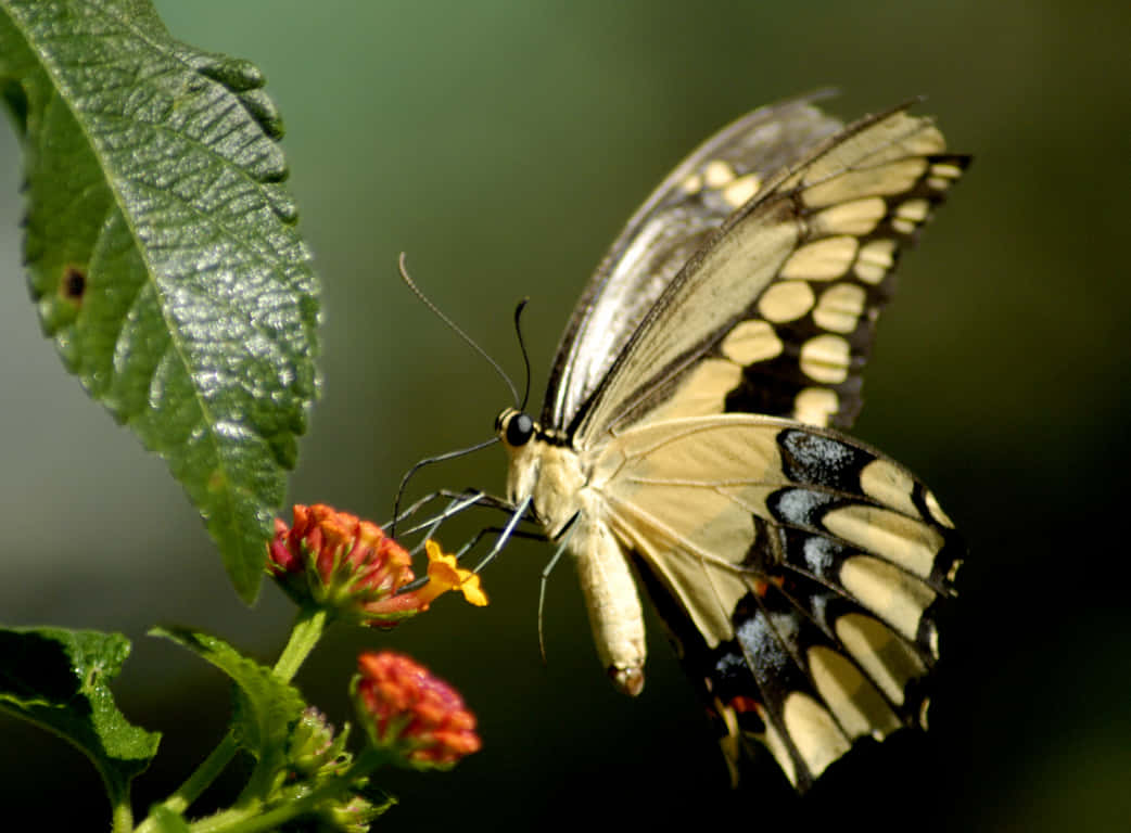 Emerging Butterfly, yellow and black butterfly, vibrant orange flower, SD Desktop Wallpaper