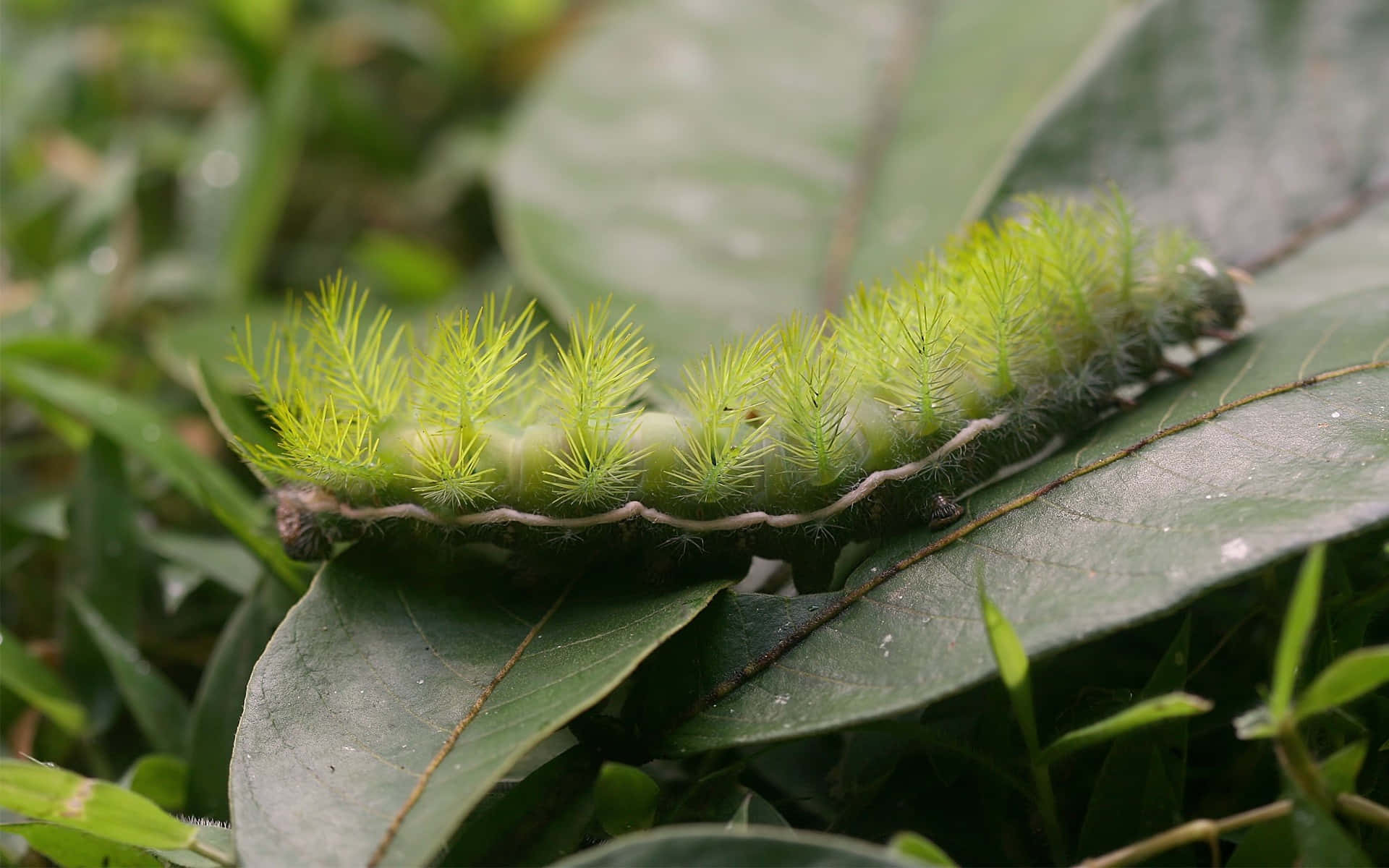 caterpillar, butterfly, fuzzy green caterpillar, Full HD Desktop Wallpaper