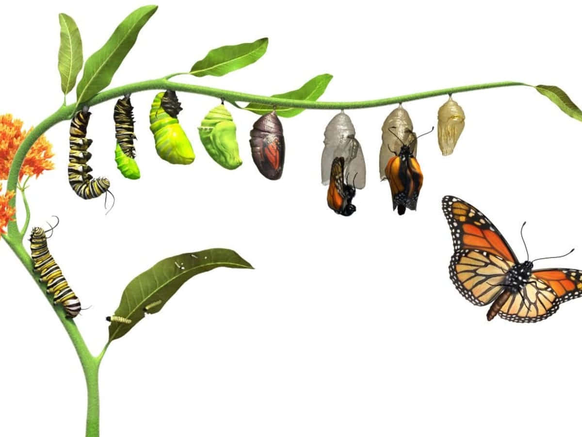 butterfly, monarch butterflies, milkweed stem, SD Desktop Wallpaper
