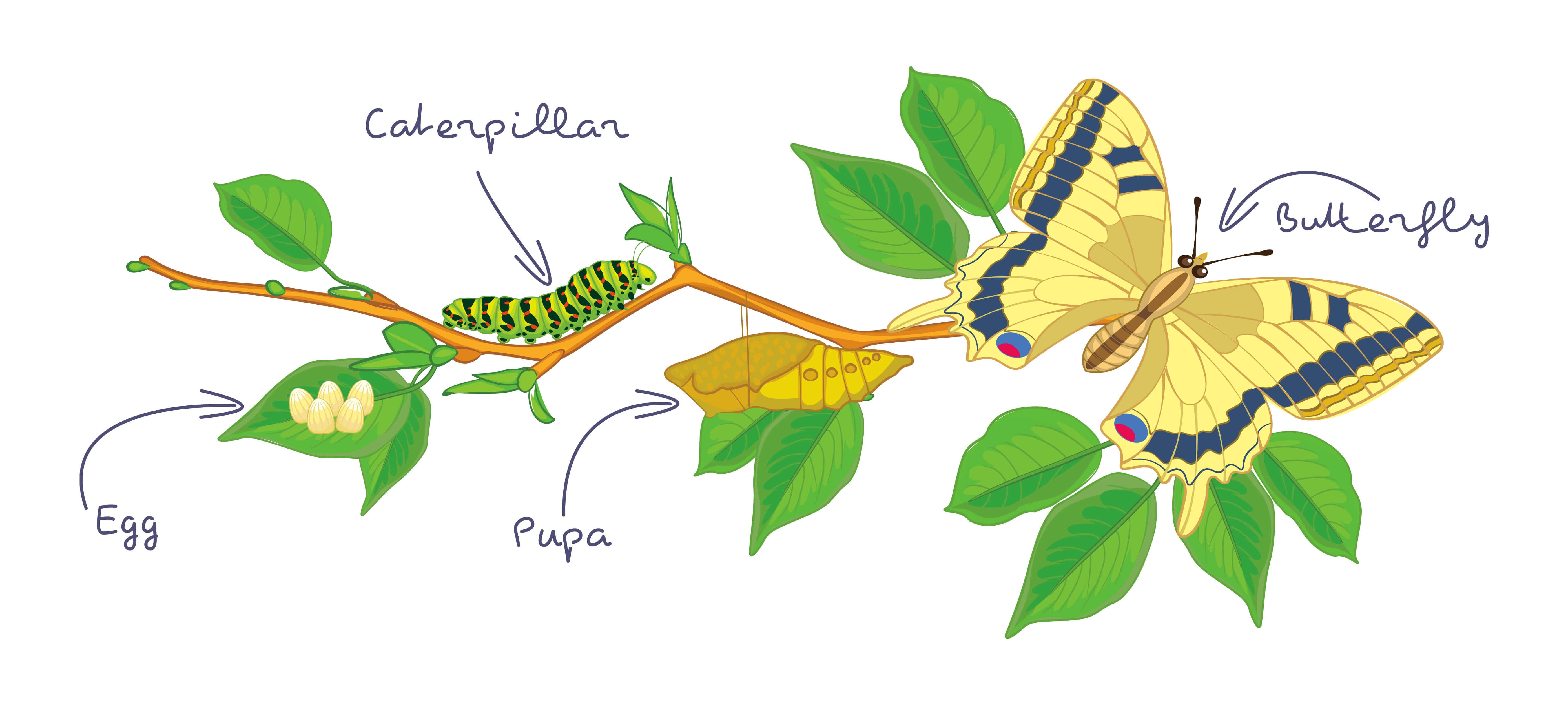 Caterpillar transformation, butterfly life cycle, labeled stages, 5K Desktop Wallpaper