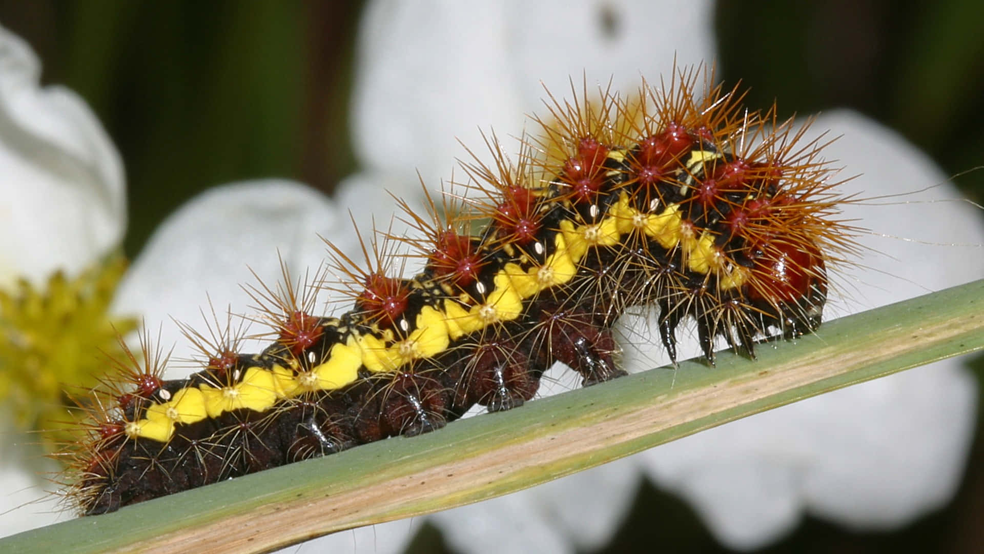 caterpillar, butterfly, red yellow and black, Full HD Desktop Wallpaper
