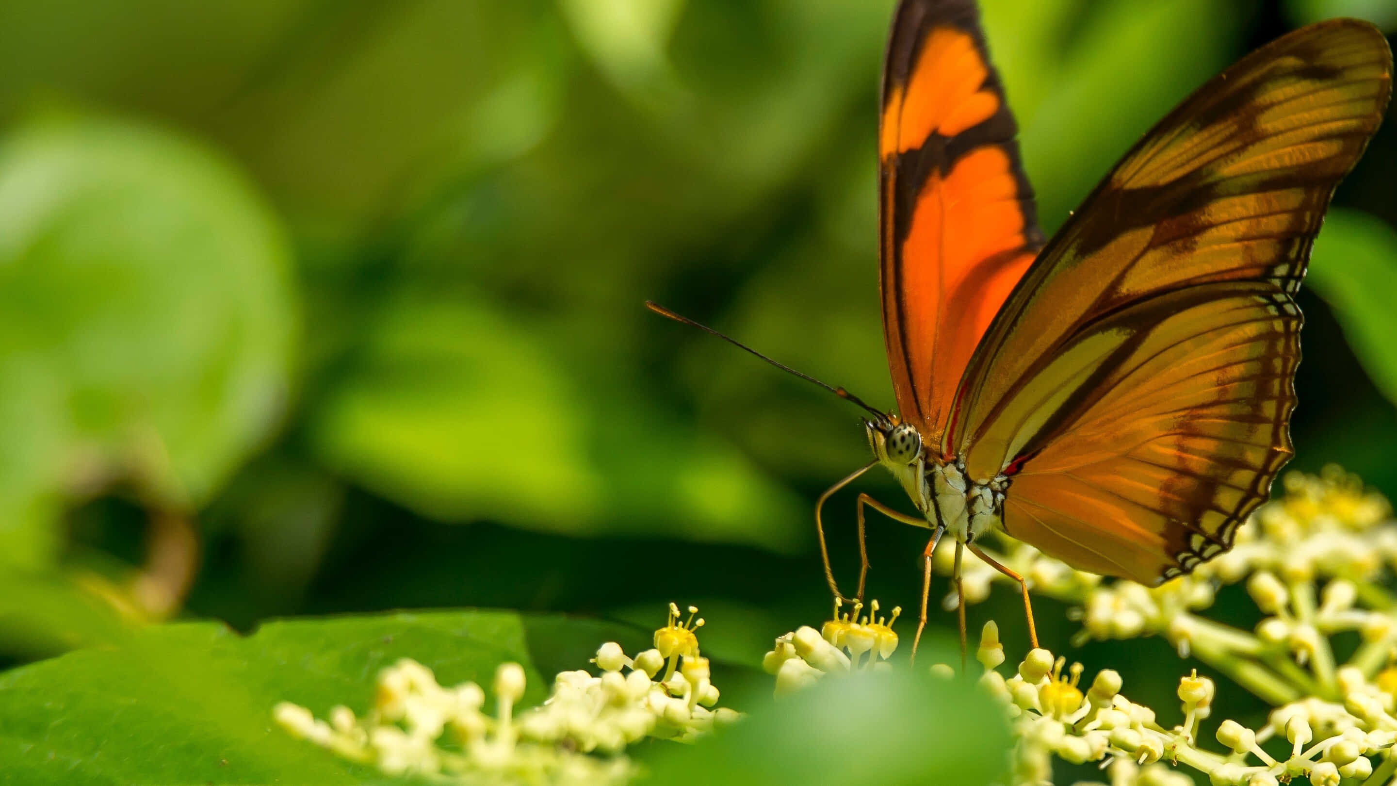 Emerging Butterfly, orange butterfly, black markings, 2K Desktop Wallpaper