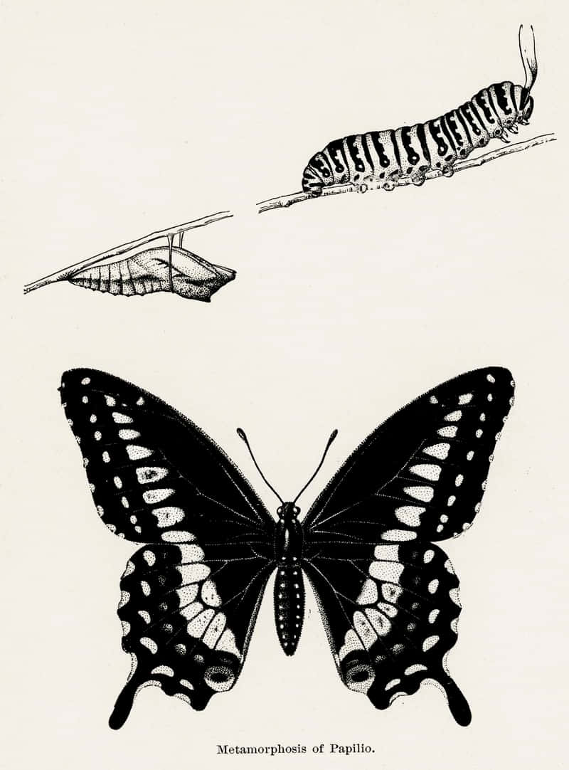butterfly metamorphosis, caterpillar, adult butterfly, SD Phone Wallpaper