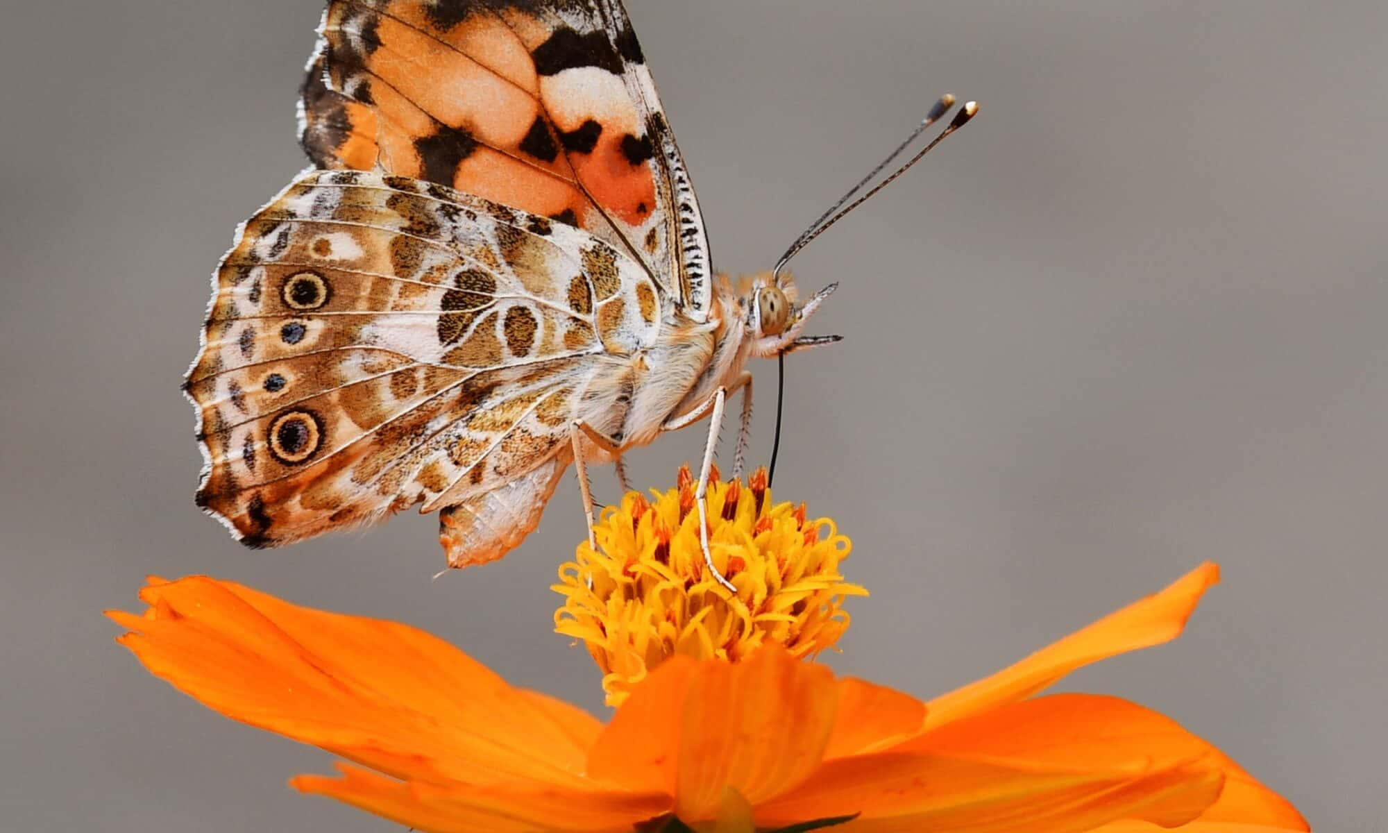 painted lady butterfly, orange brown and white wings, bright orange flower, Full HD Desktop Wallpaper