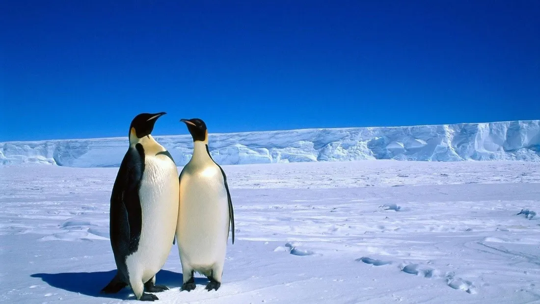 Emperor Penguin