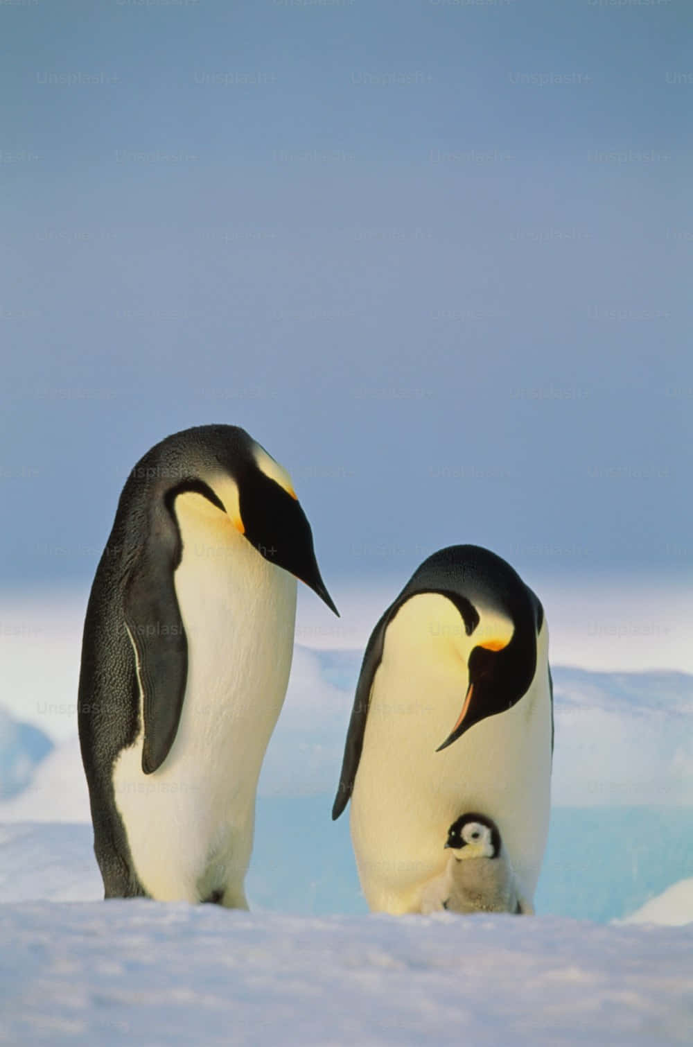 Emperor Penguin, family, snowy Antarctic icefield, HD Phone Wallpaper