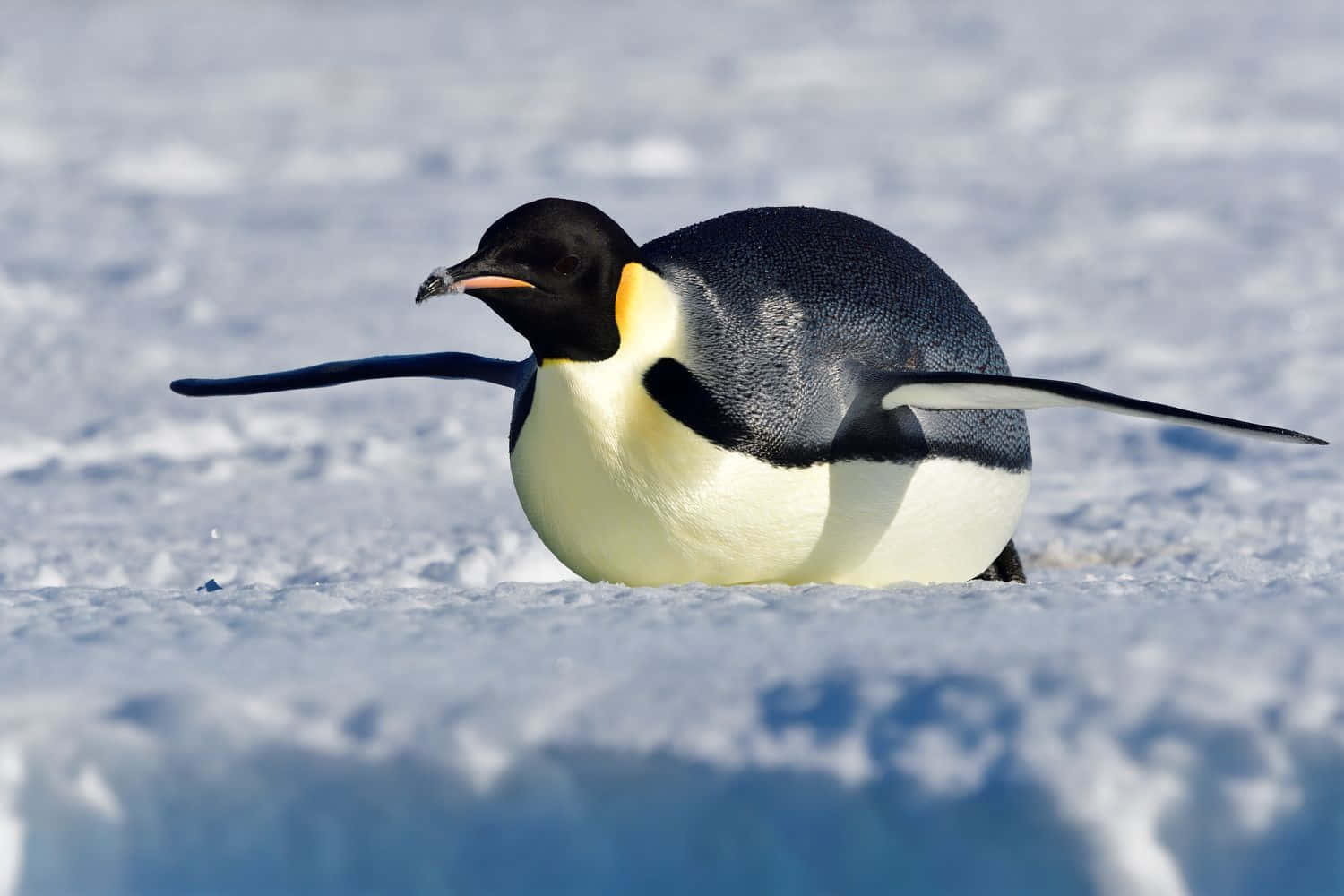 Emperor Penguin, snowy march, textured snow and ice, HD Desktop Wallpaper