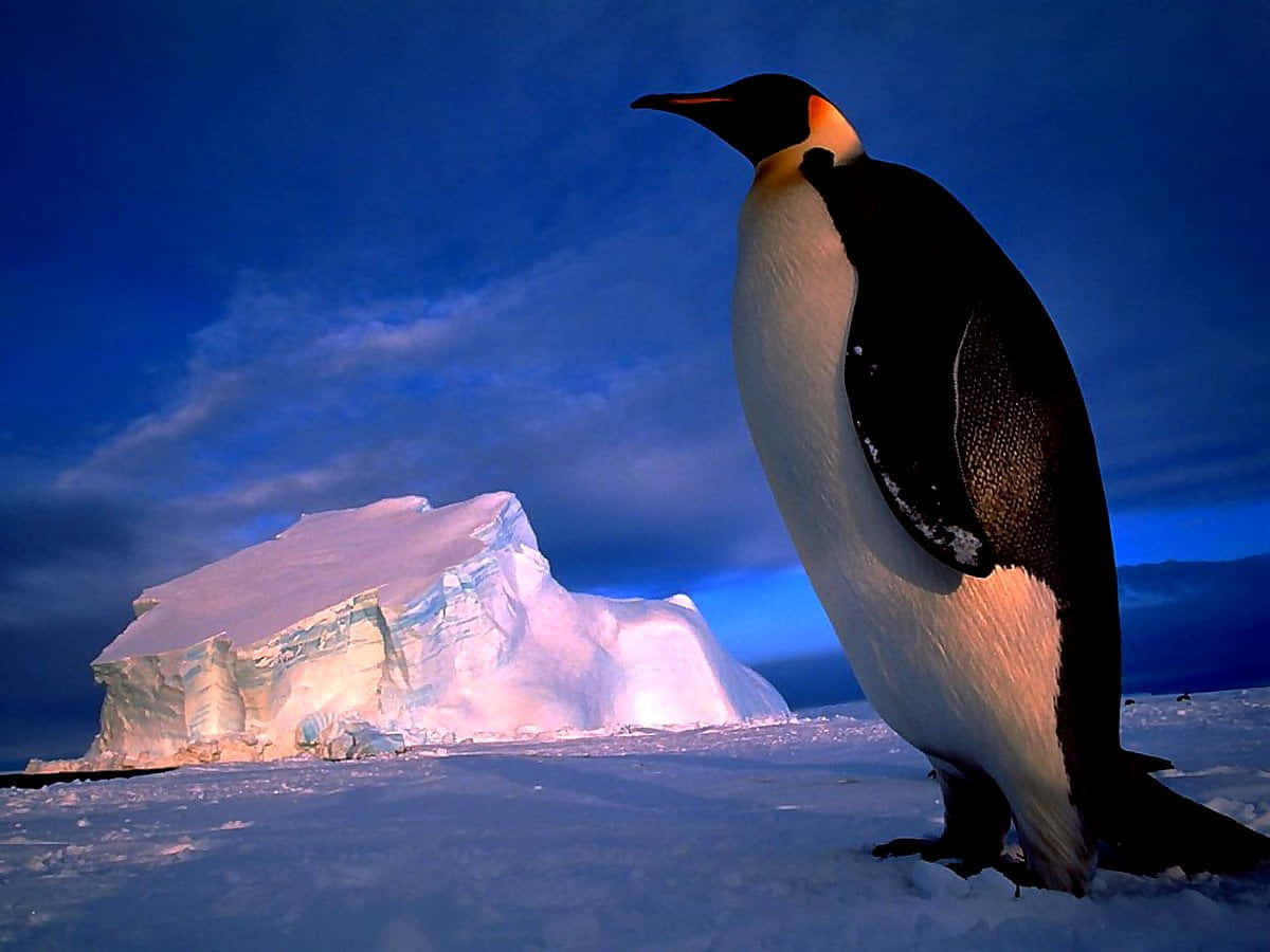 Emperor Penguin, iceberg, snowy ground, SD Desktop Wallpaper