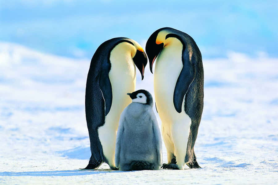 Emperor Penguin, family, snowy ground, SD Desktop Wallpaper