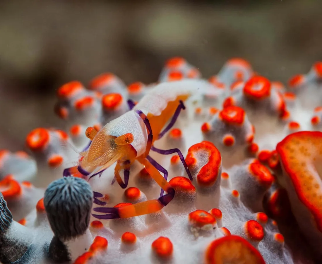 Emperor Shrimp