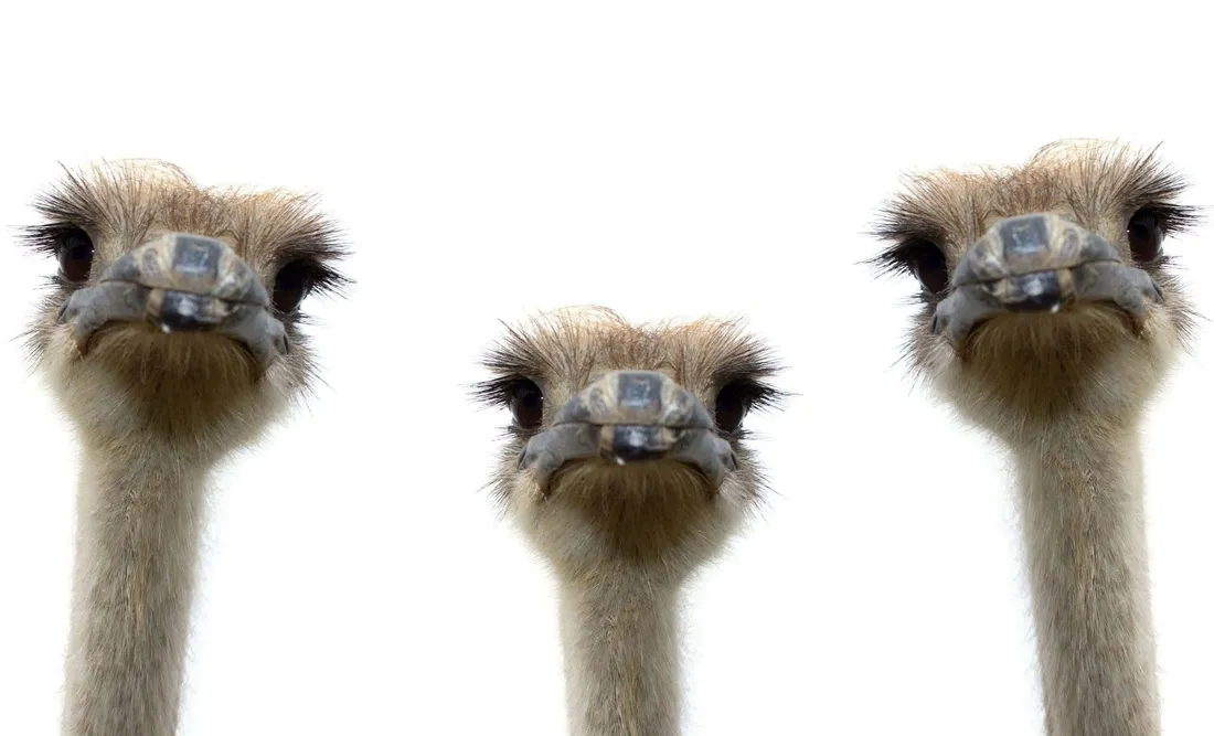 Emu