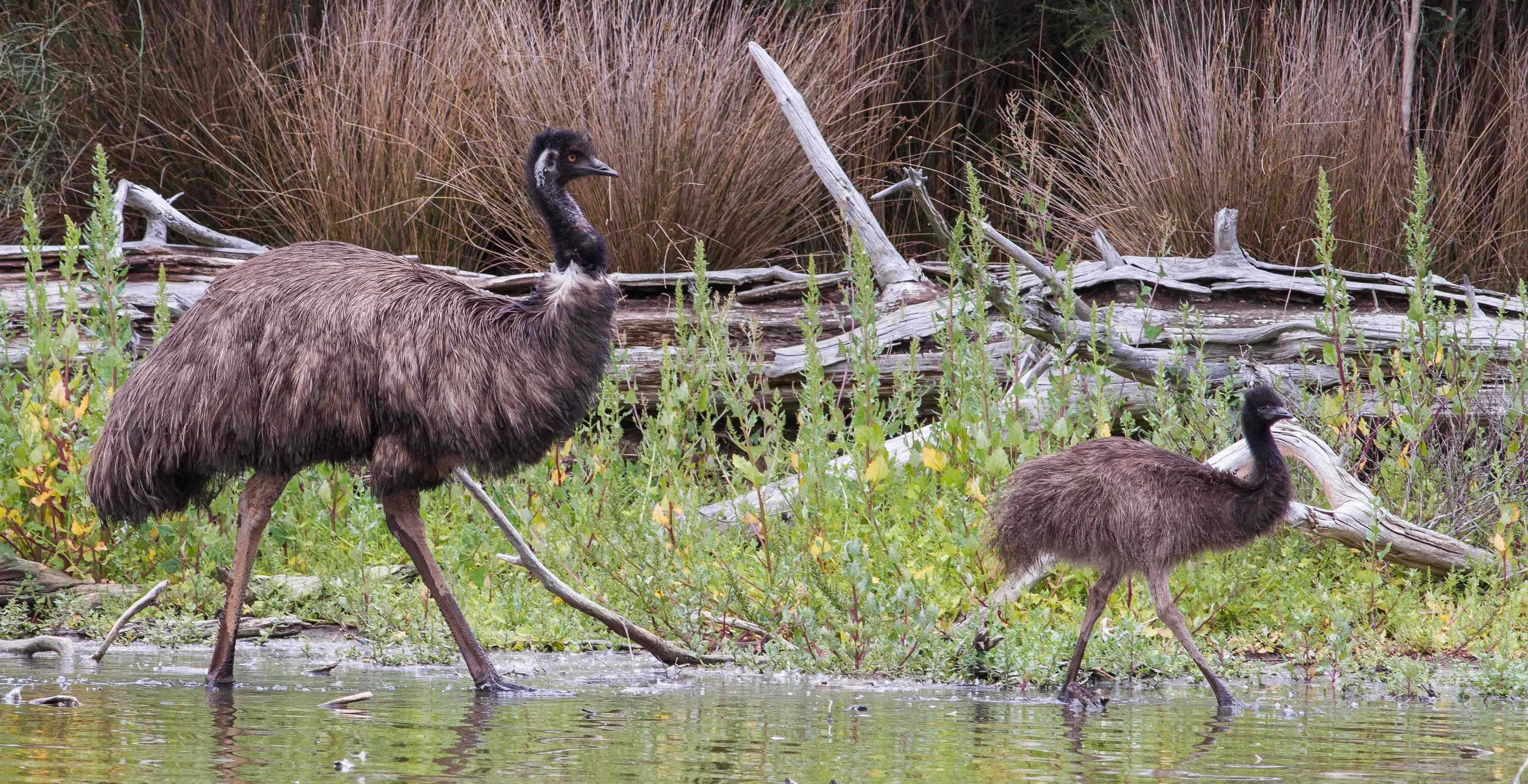 emu, chick, shallow water, 4K Desktop Wallpaper