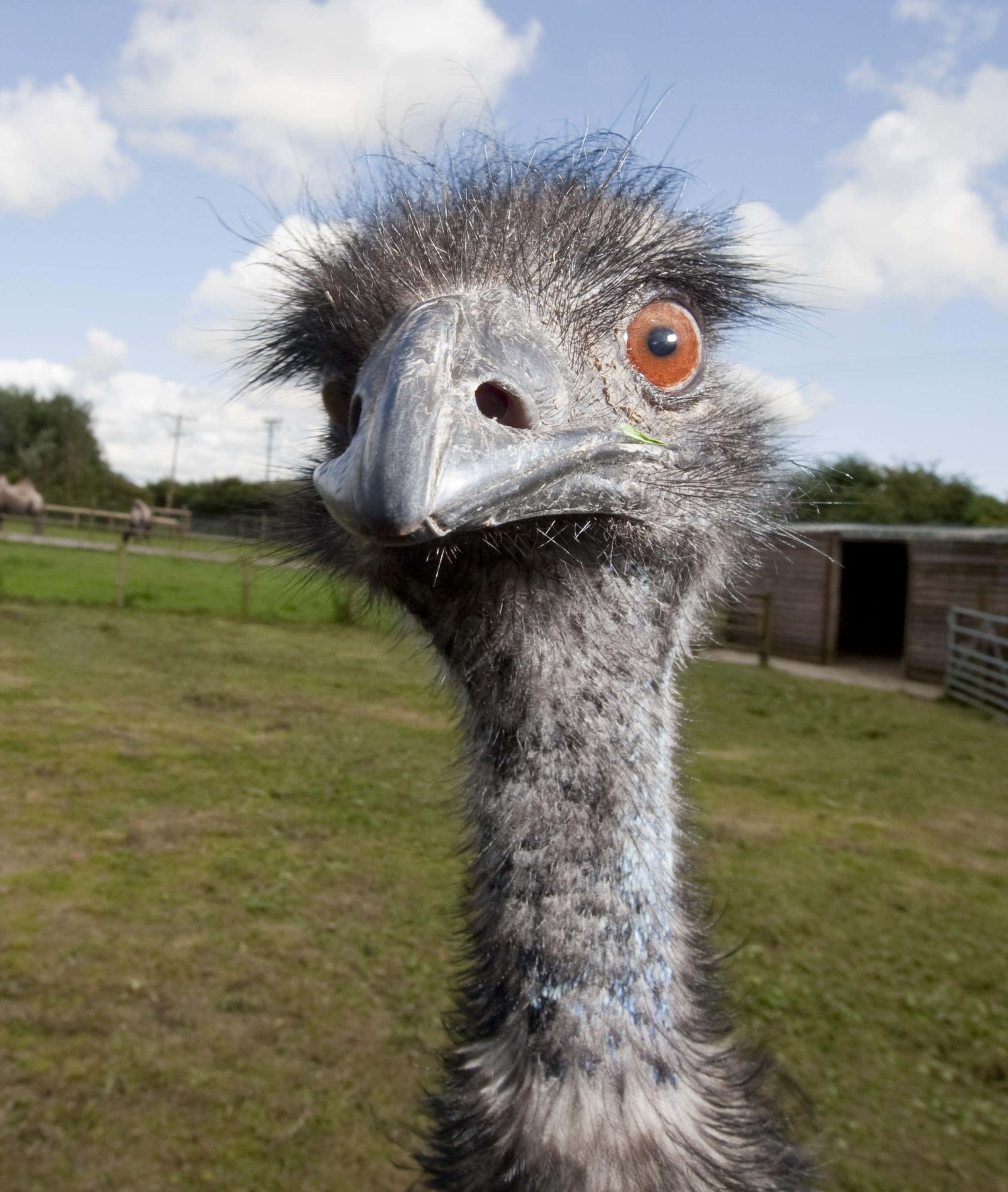 emu, orange eye, grey feathered head, 2K Phone Wallpaper