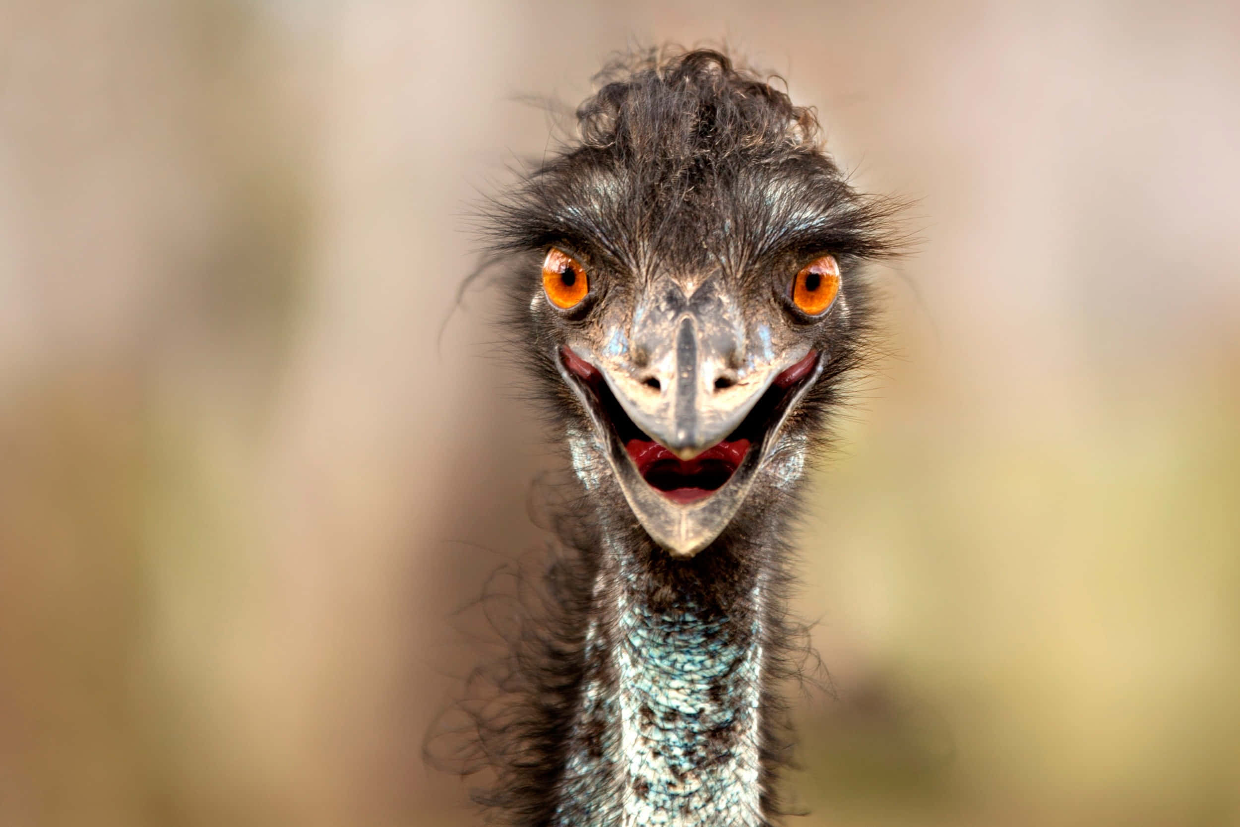 emu, bright orange eyes, open beak, Full HD Desktop Wallpaper