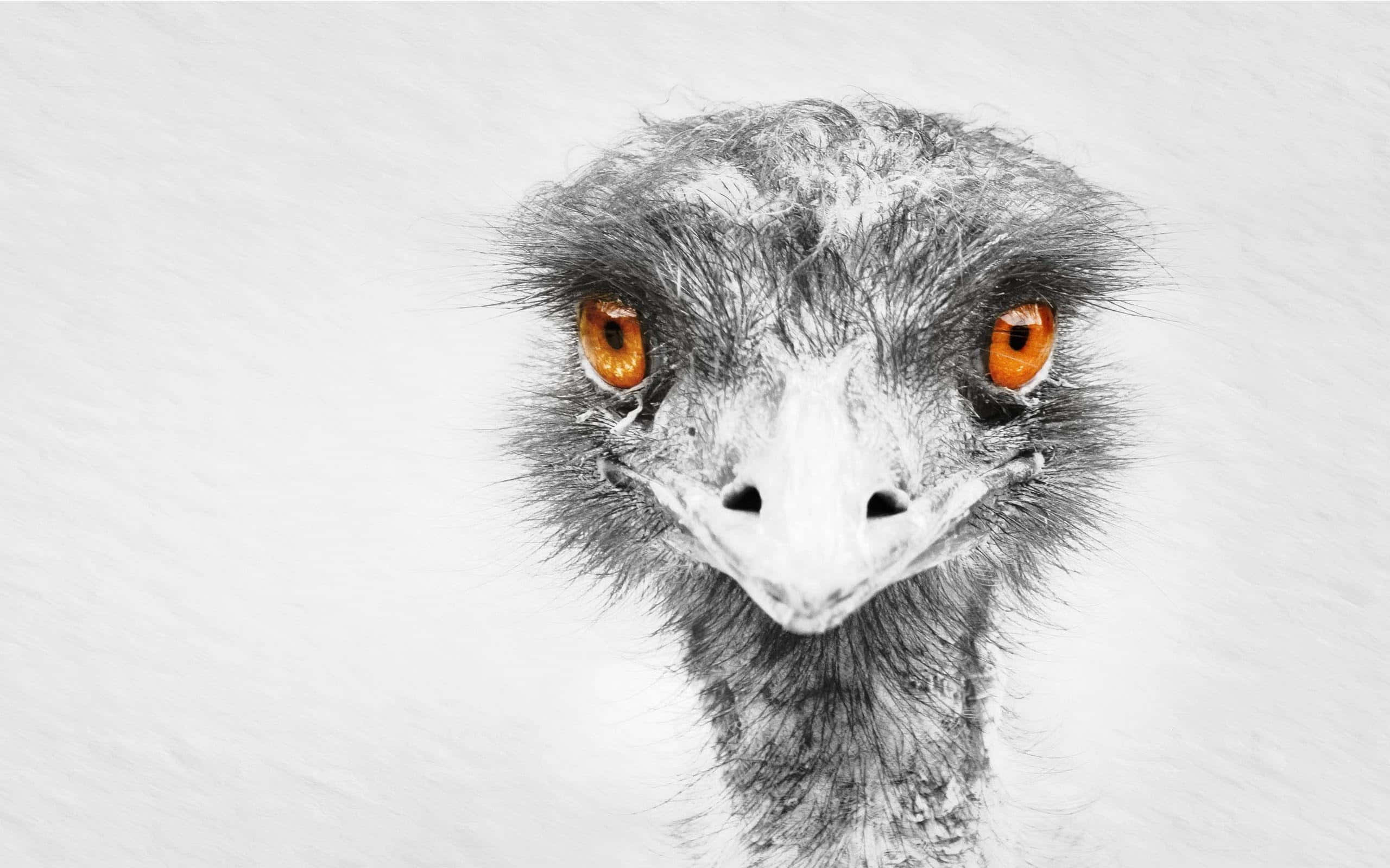 emu, intense orange eyes, textured white background, 2K Desktop Wallpaper