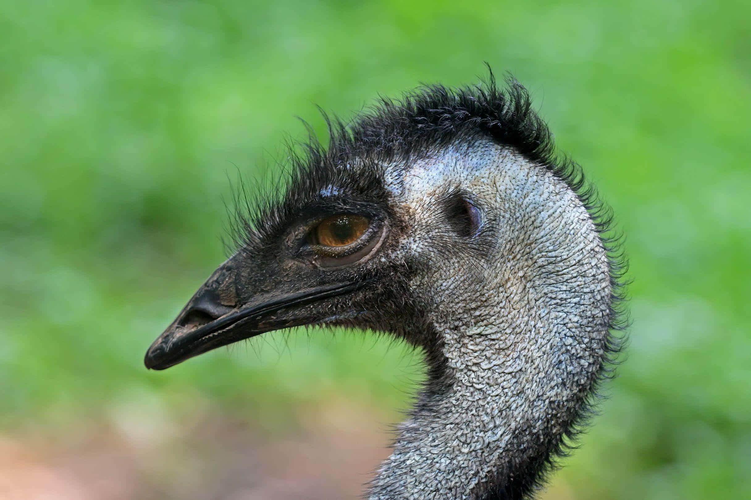 emu, dark feathers, piercing brown eye, Full HD Desktop Wallpaper
