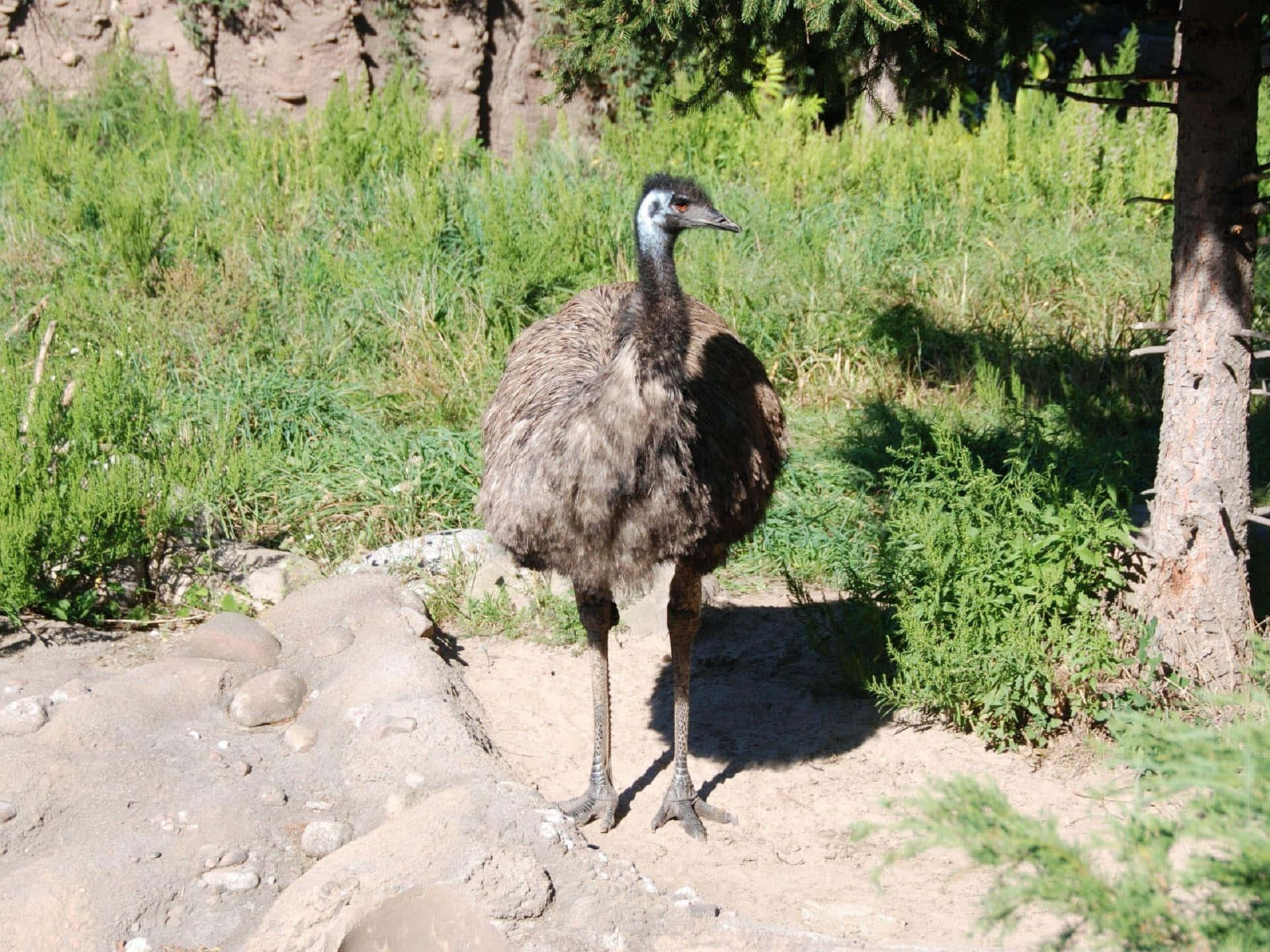 emu, natural habitat, rocky ground, Full HD Desktop Wallpaper