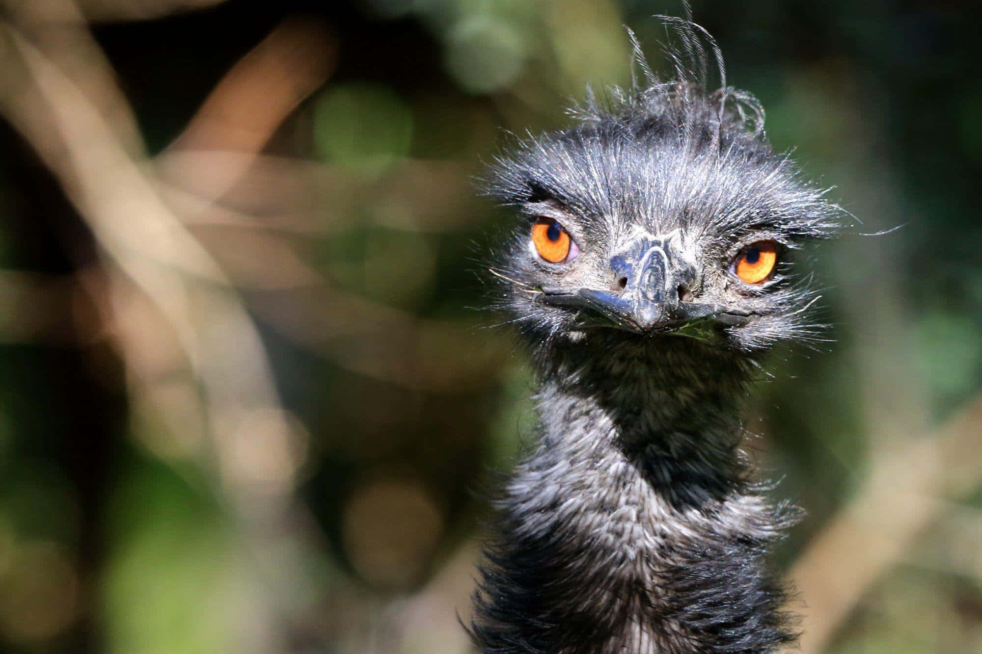 emu, intense orange eyes, dark feathers, Full HD Desktop Wallpaper