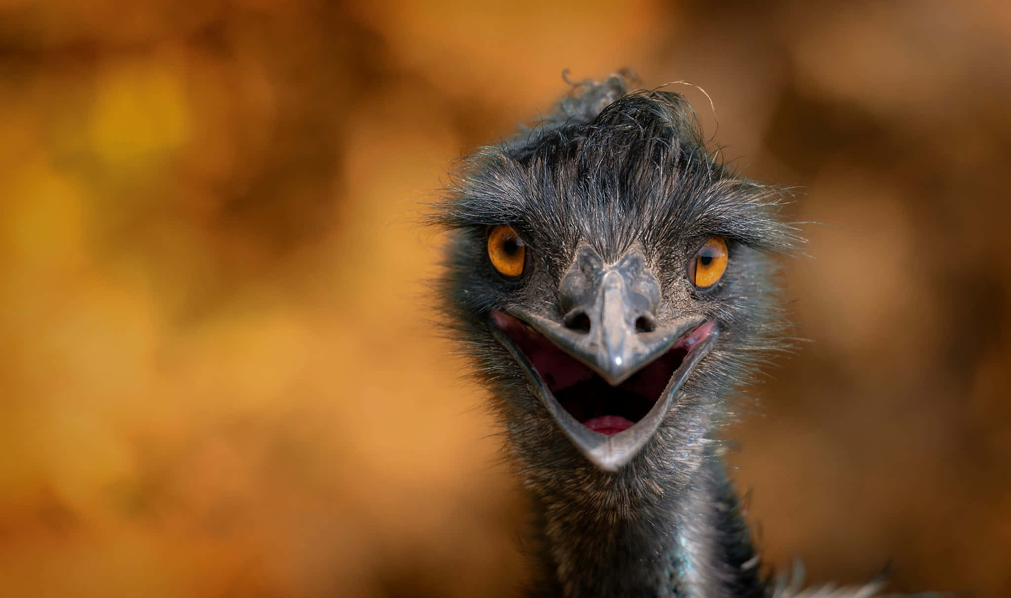 emu, bright orange eyes, open beak, Full HD Desktop Wallpaper