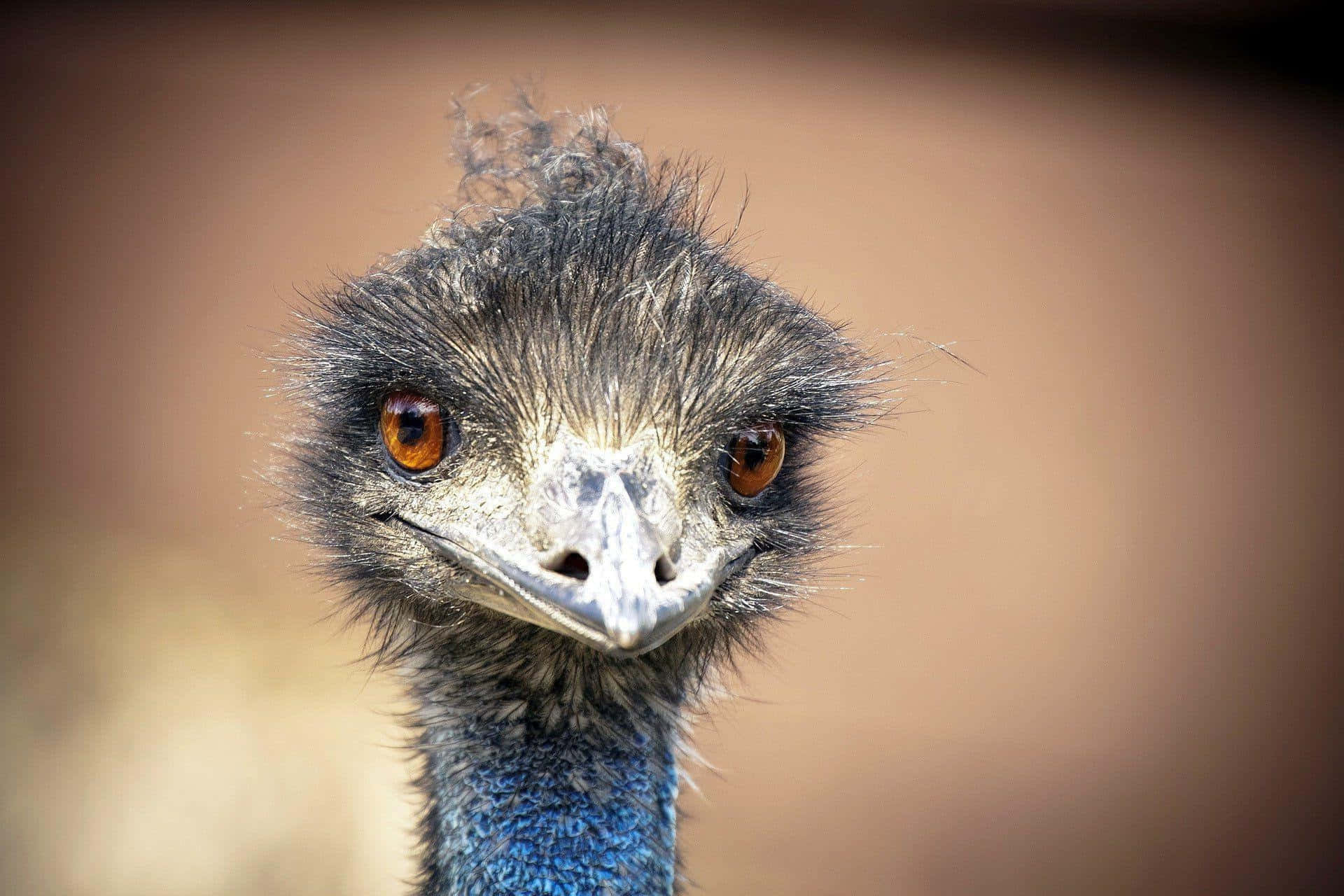 emu, orange eyes, blue neck, Full HD Desktop Wallpaper
