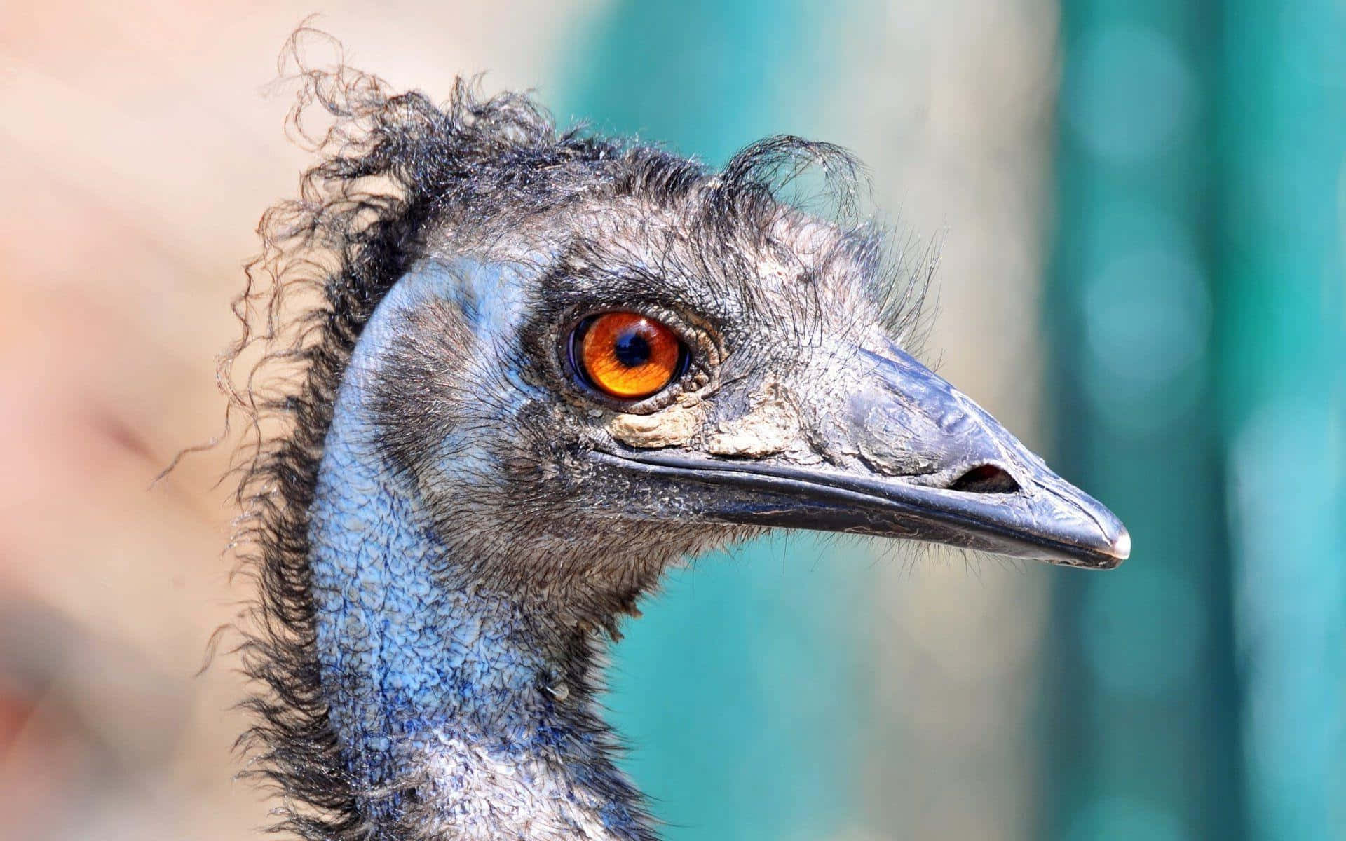 emu, orange eye, textured grey-blue feathers, Full HD Desktop Wallpaper