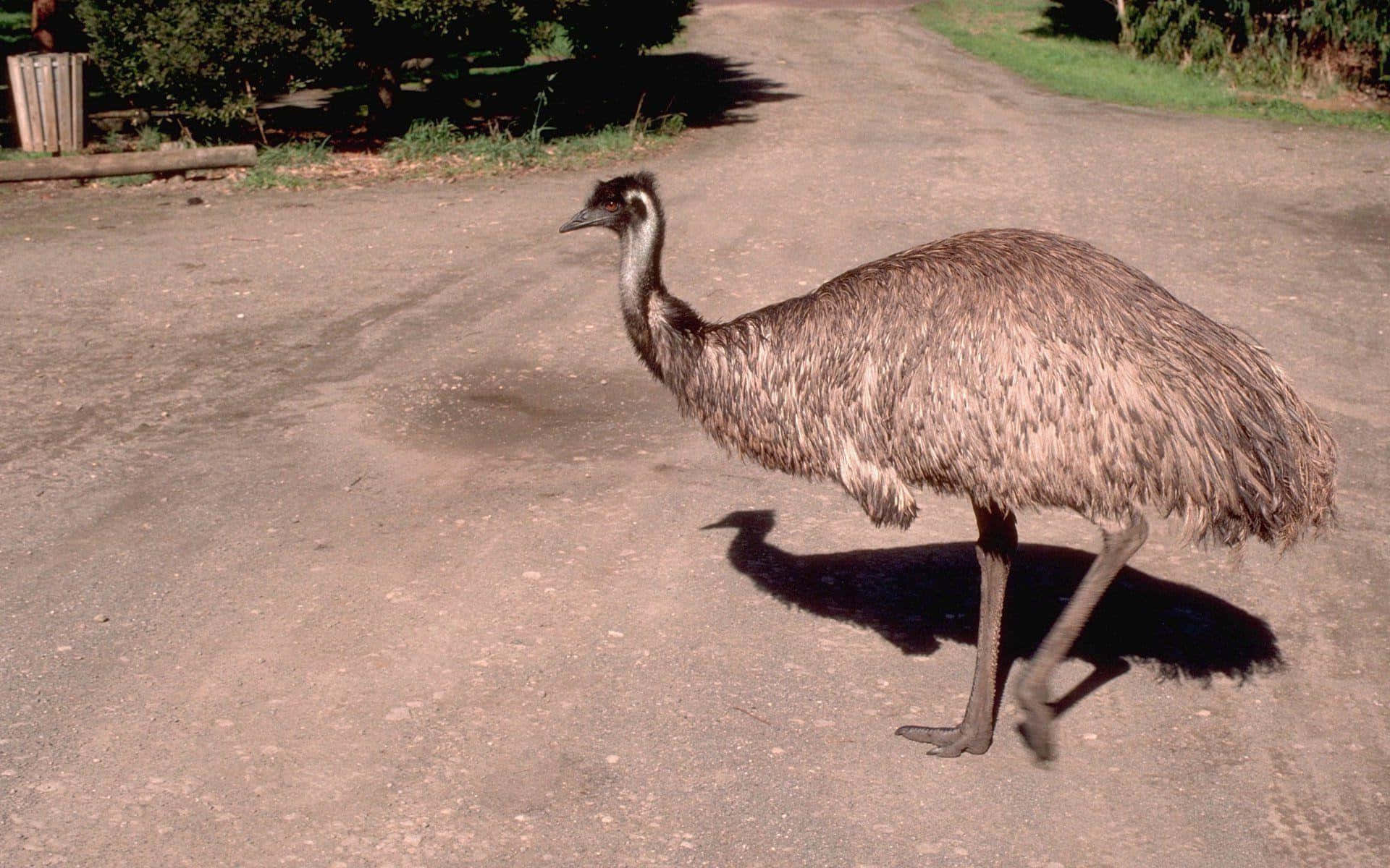 emu, dirt road, sunlit, Full HD Desktop Wallpaper