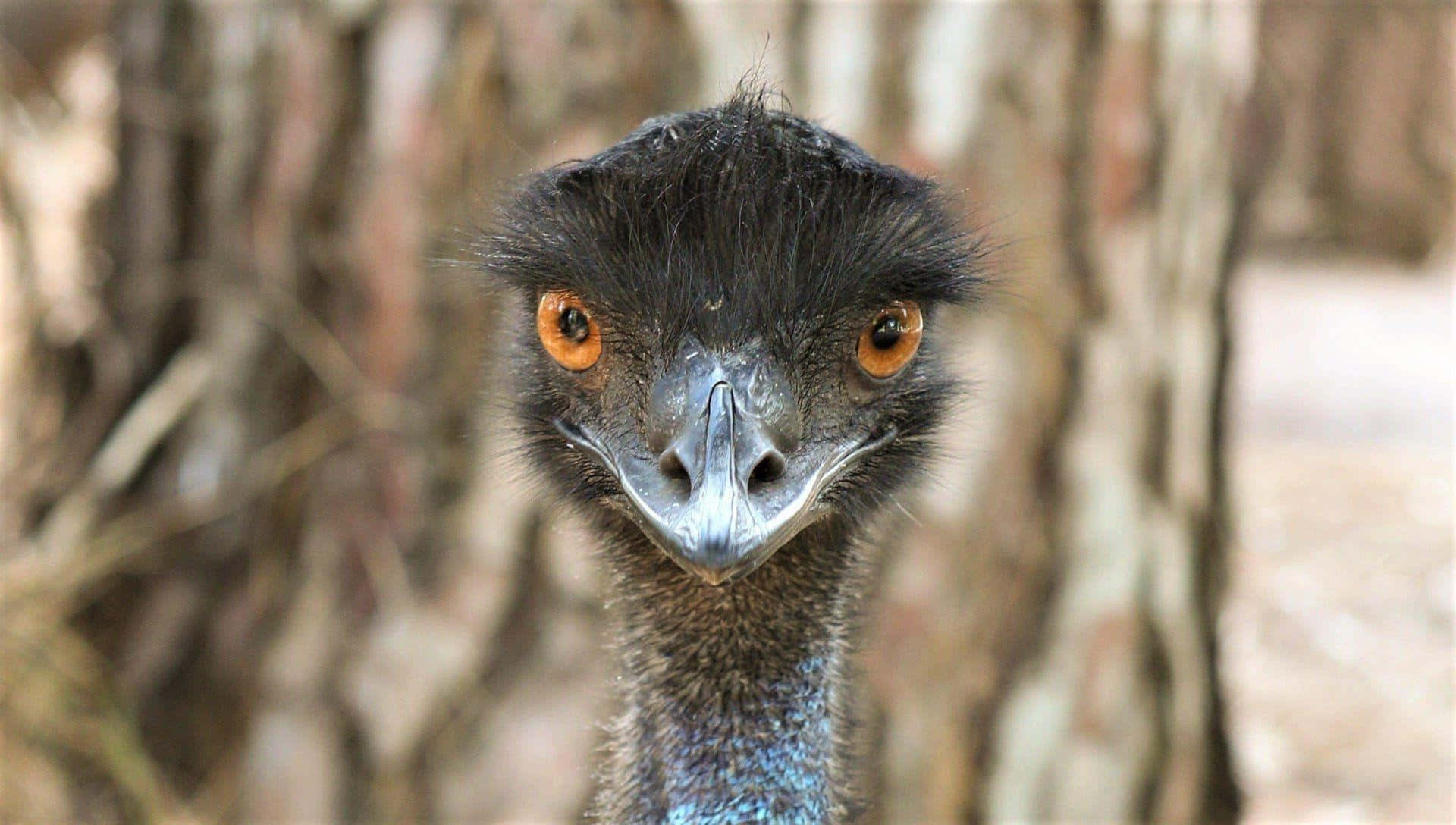 emu, intense orange eyes, dark feathers, Full HD Desktop Wallpaper