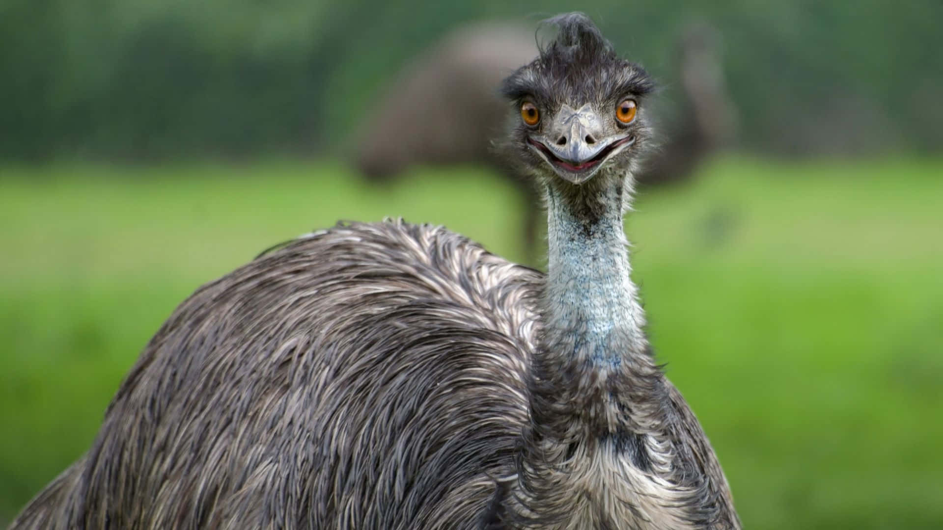 emu, bright orange eyes, curious expression, Full HD Desktop Wallpaper