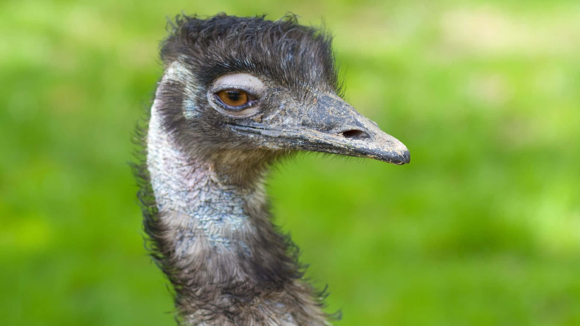 emu, dark feathers, amber eye, Full HD Desktop Wallpaper