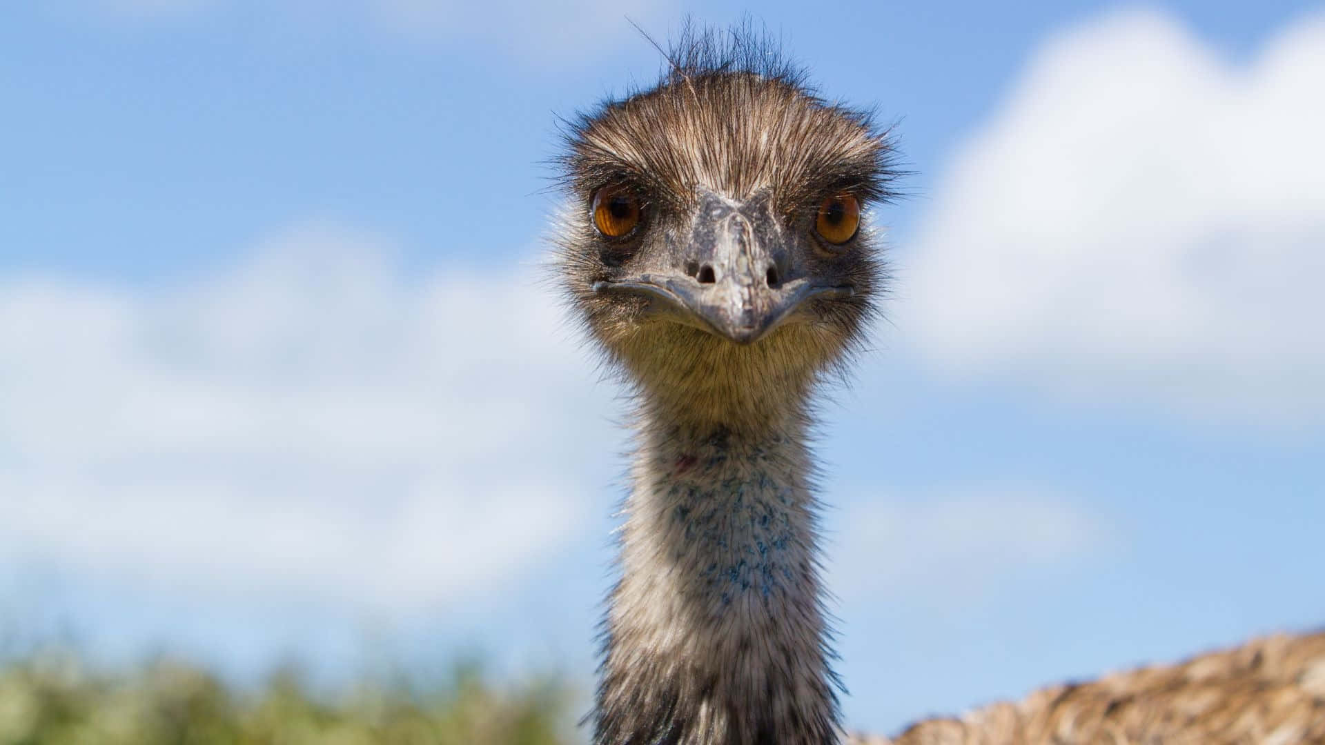 emu, intense gaze, bright blue sky, Full HD Desktop Wallpaper