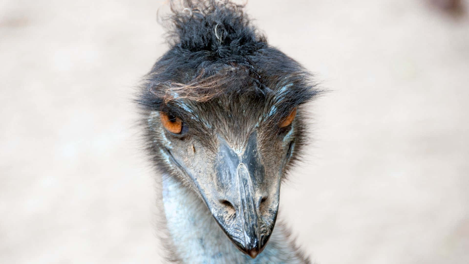 emu, intense orange eyes, dark feathered head, Full HD Desktop Wallpaper