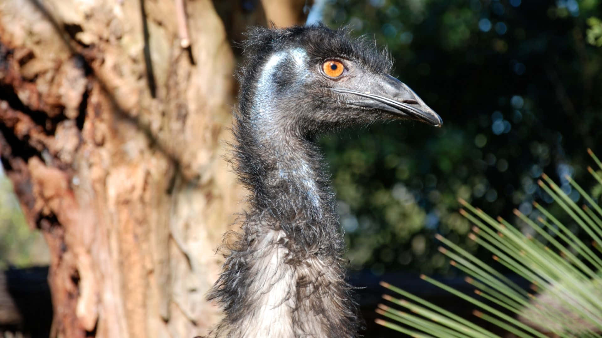 emu, orange eyes, dark feathers, Full HD Desktop Wallpaper