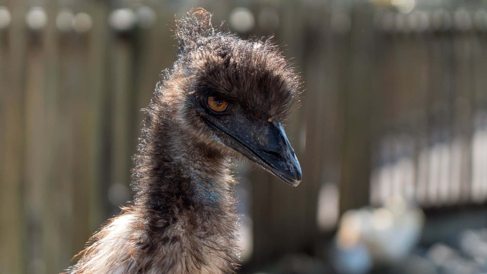 emu, dark feathery head, bright orange eye, Full HD Desktop Wallpaper