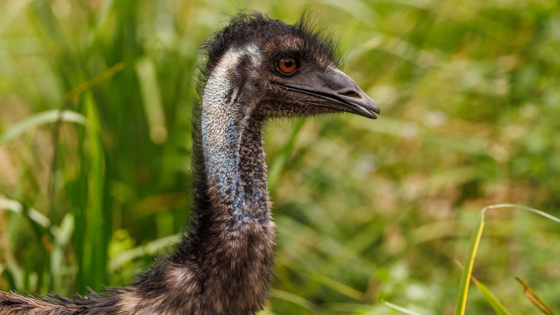 emu, dark feathers, orange eye, Full HD Desktop Wallpaper