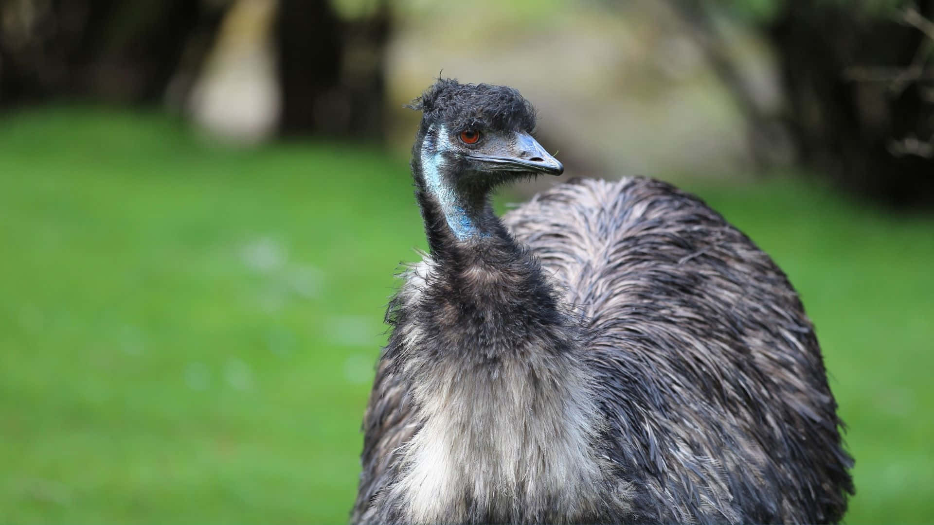 emu, natural habitat, lush green field, Full HD Desktop Wallpaper