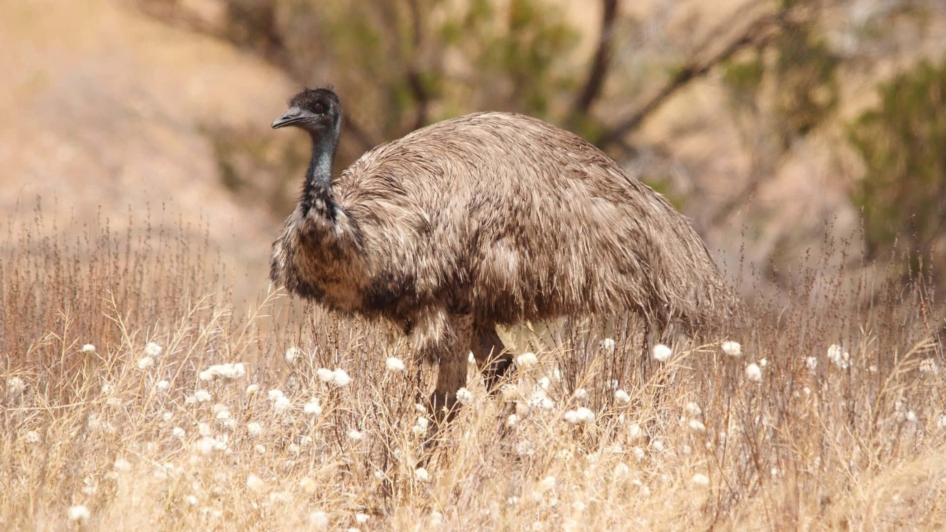 Emu, dry grass, white flowers, Full HD Desktop Wallpaper