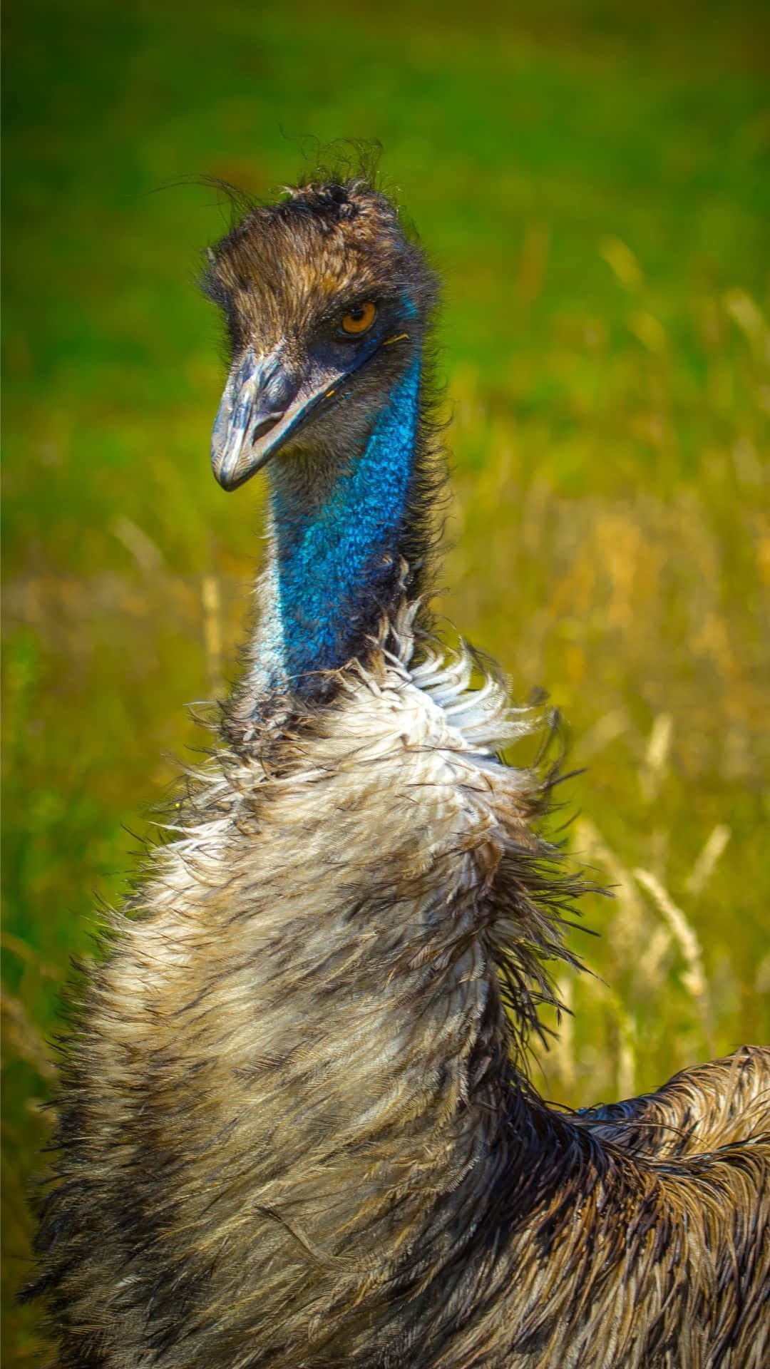 emu, vibrant blue neck, sunlit grassy field, Full HD Phone Wallpaper