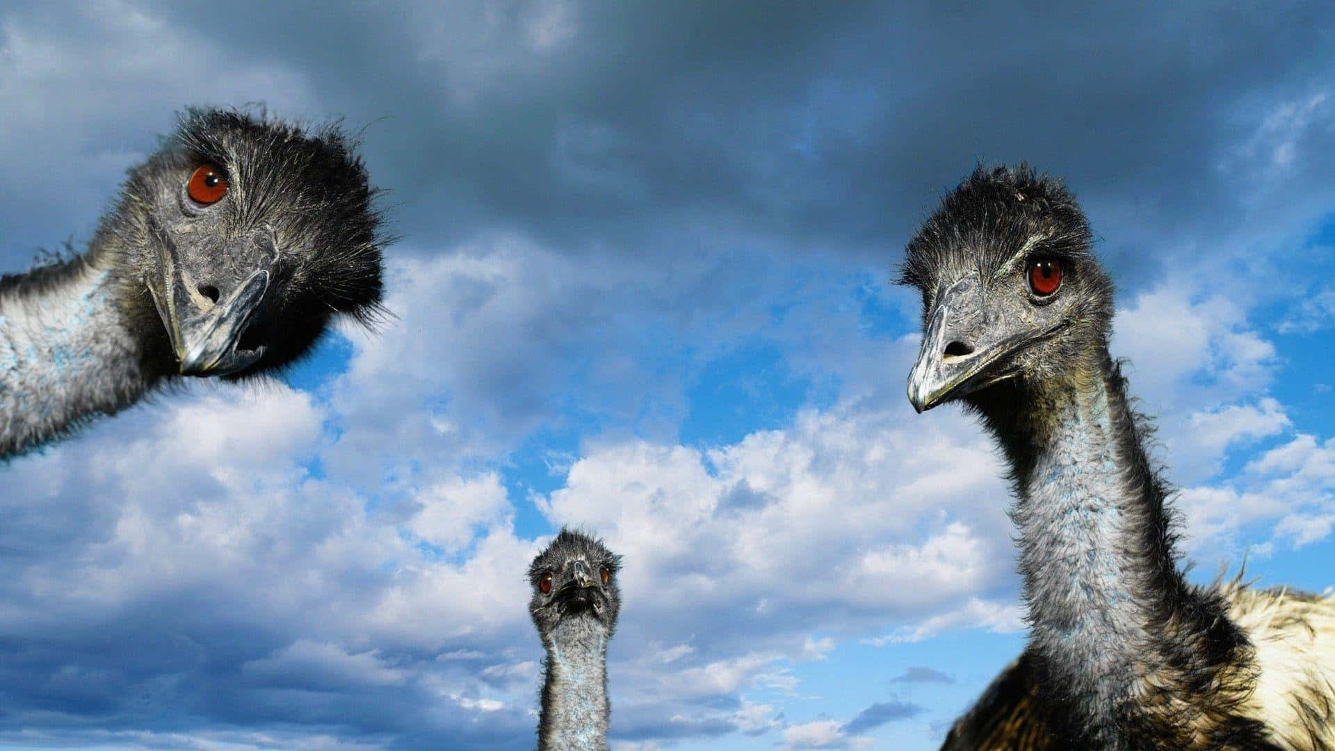 curious emus, cloudy blue sky, bright backdrop, Full HD Desktop Wallpaper