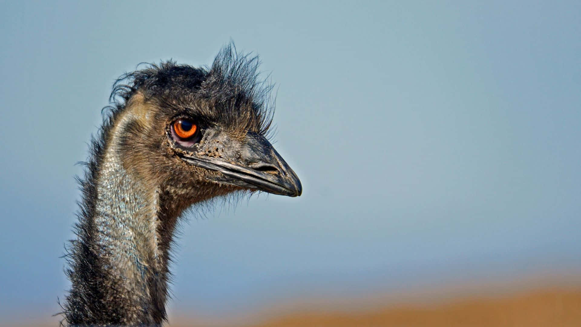emu, orange eyes, dark feathers, Full HD Desktop Wallpaper
