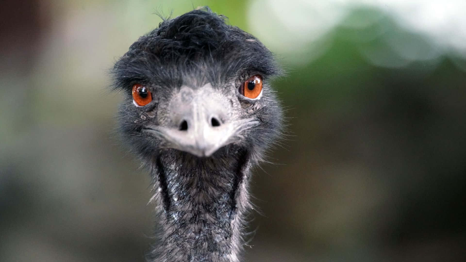 emu, intense orange eyes, dark feathers, Full HD Desktop Wallpaper