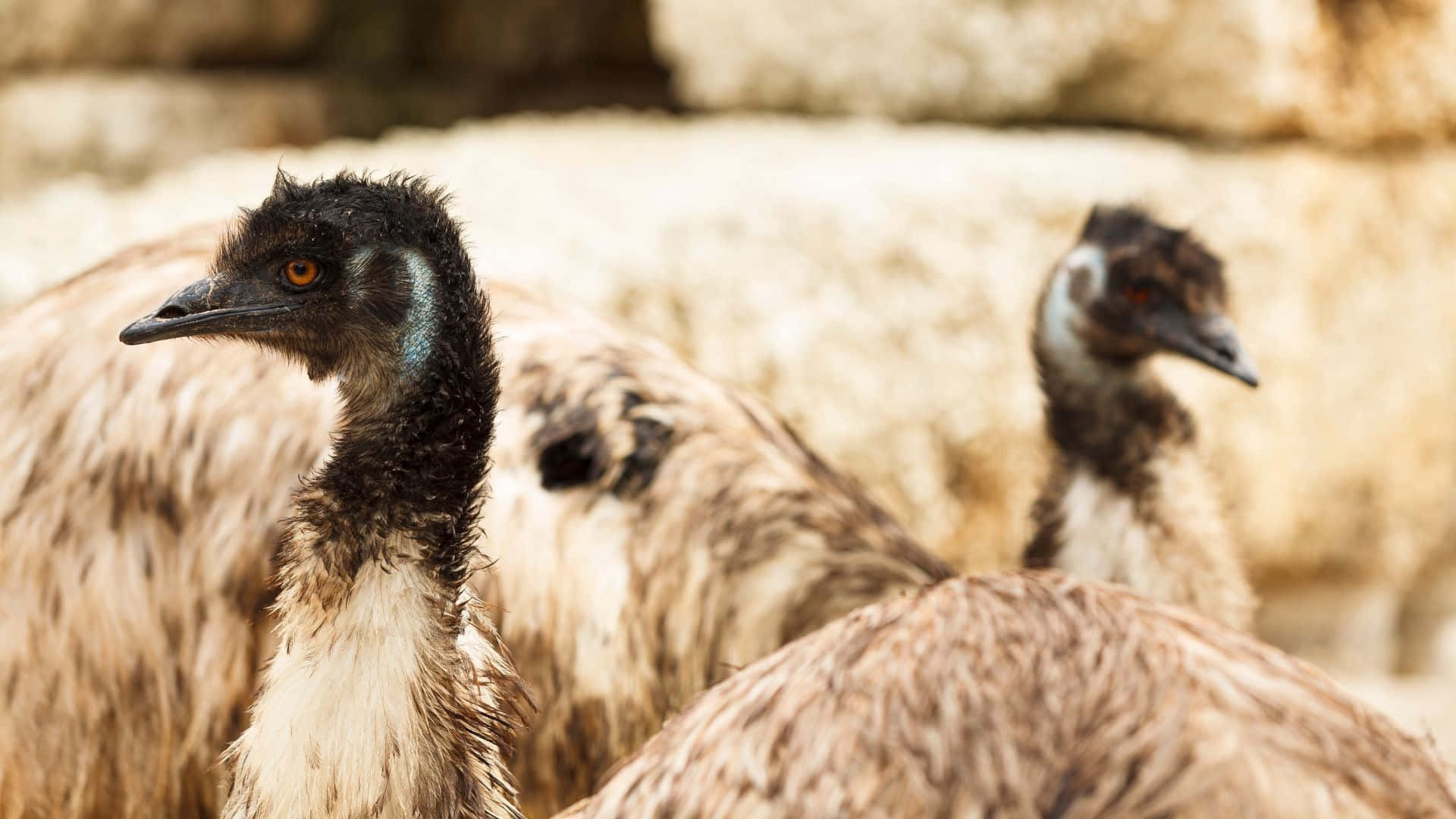 emus, dark heads, brown feathers, Full HD Desktop Wallpaper