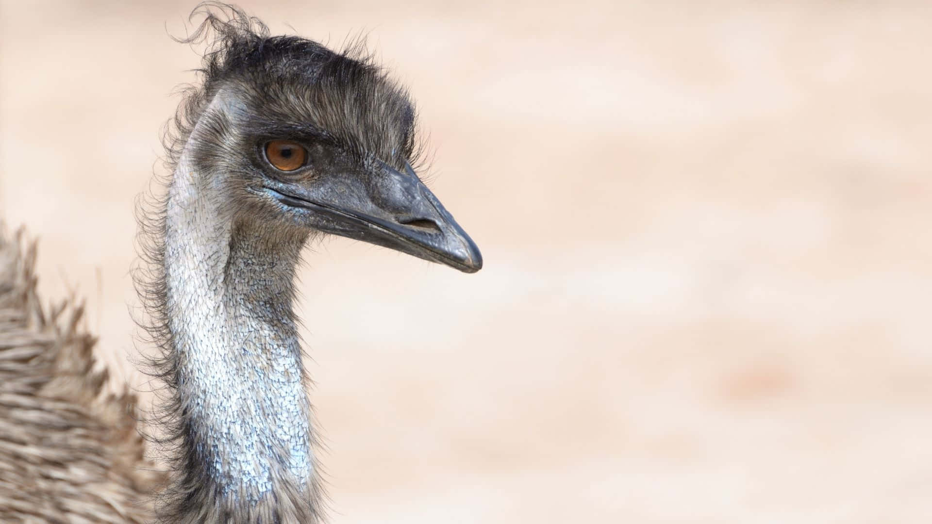 emu, close up, detailed feathers, Full HD Desktop Wallpaper